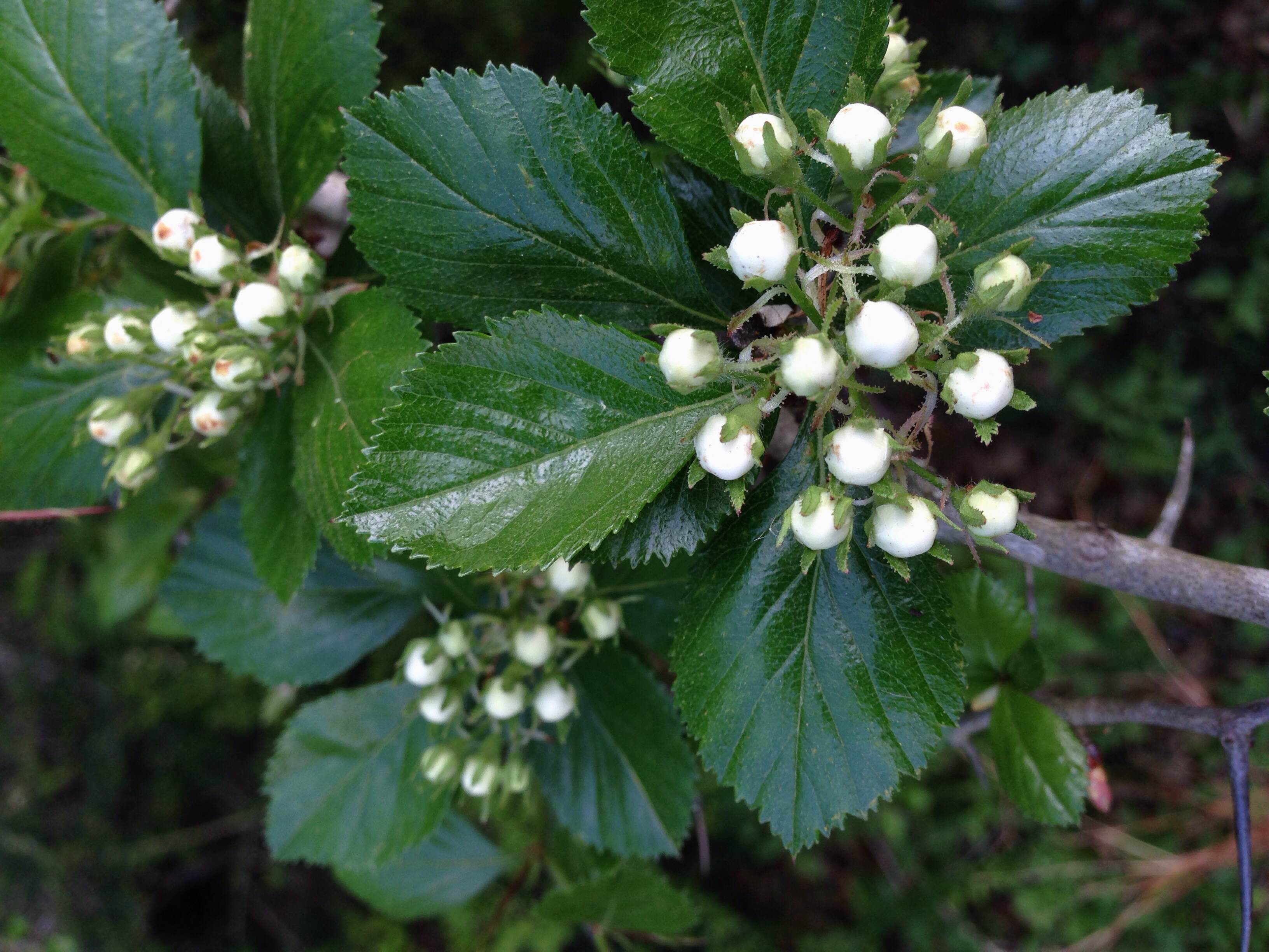 Crataegus sp., Unidentified hawthorn species