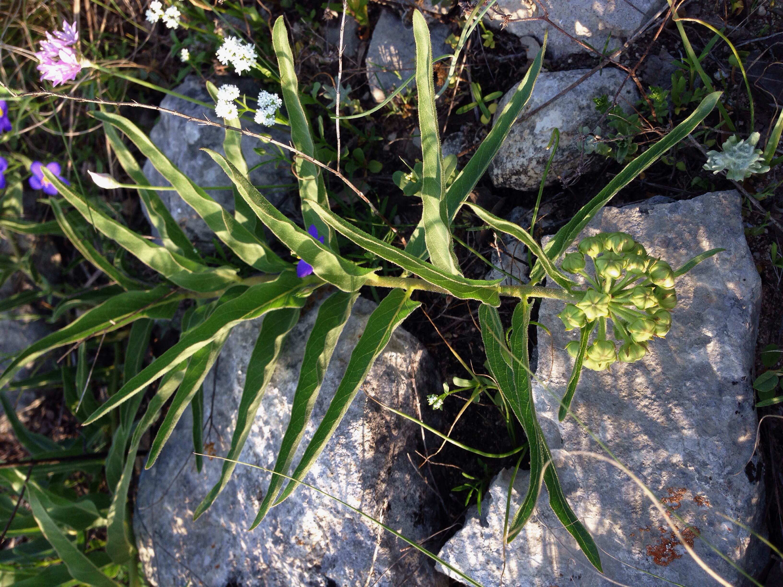 Asclepias asperula, Antelope horns milkweed