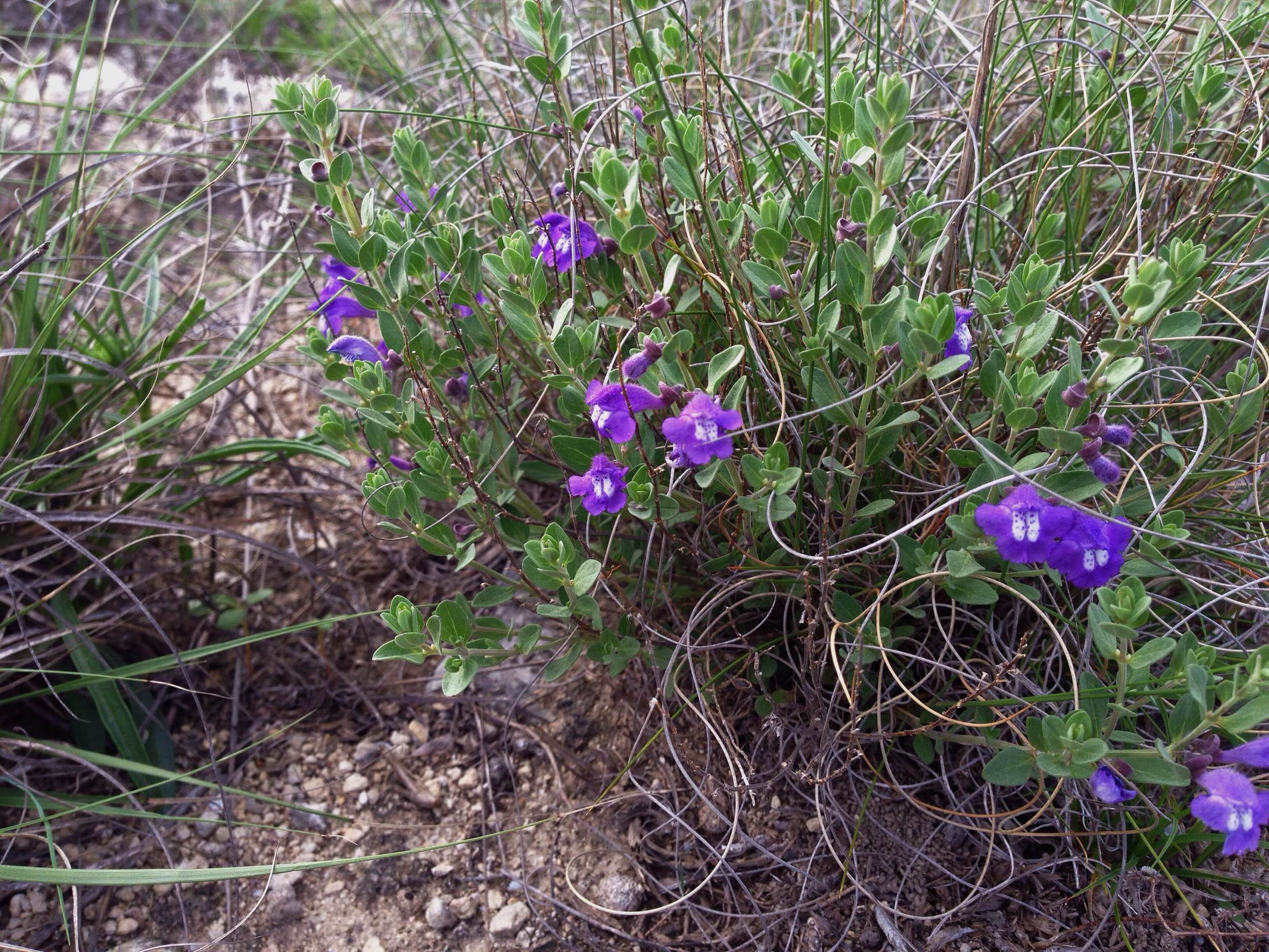 Scutellaria wrightii, Wright's skullcap