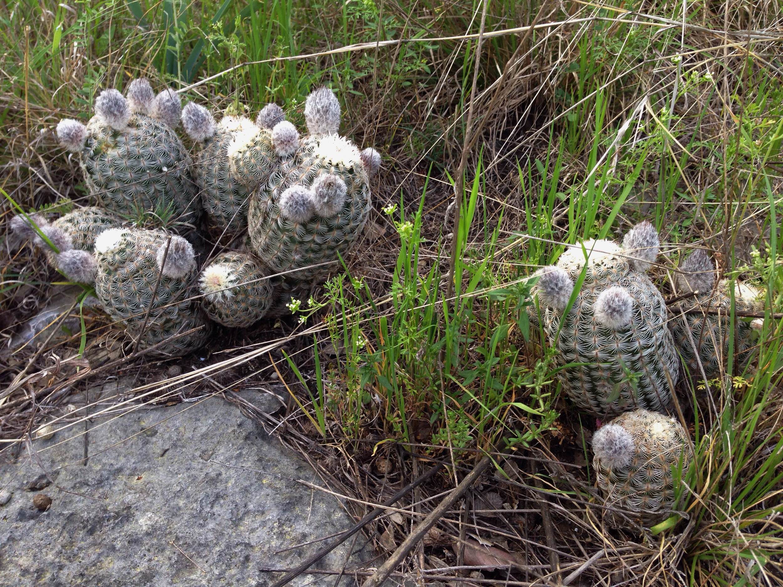 Echinocereus reichenbachii, Lace cactus