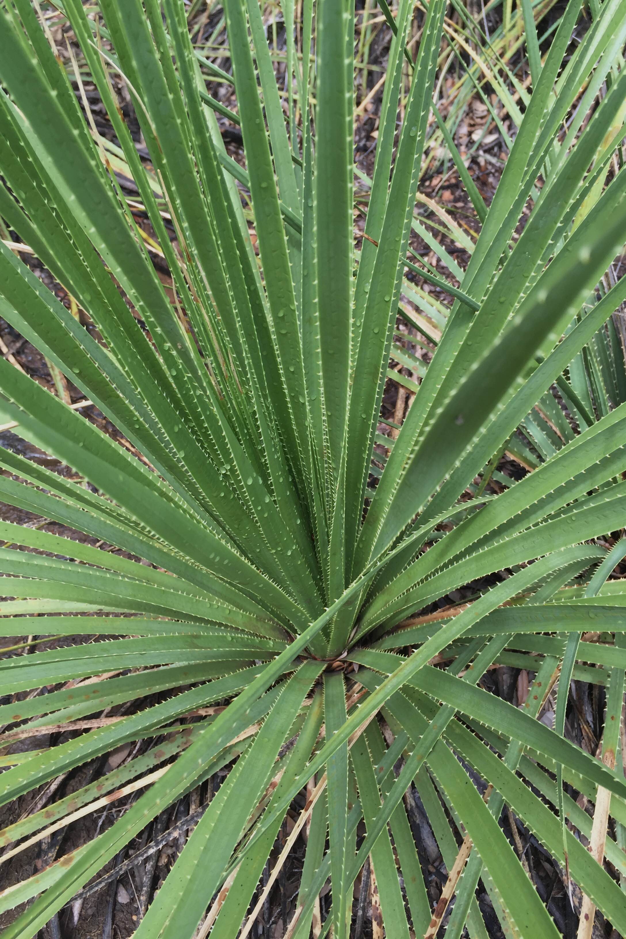 Serrated leaf edges of Dasylirion texanum, Texas Sotol