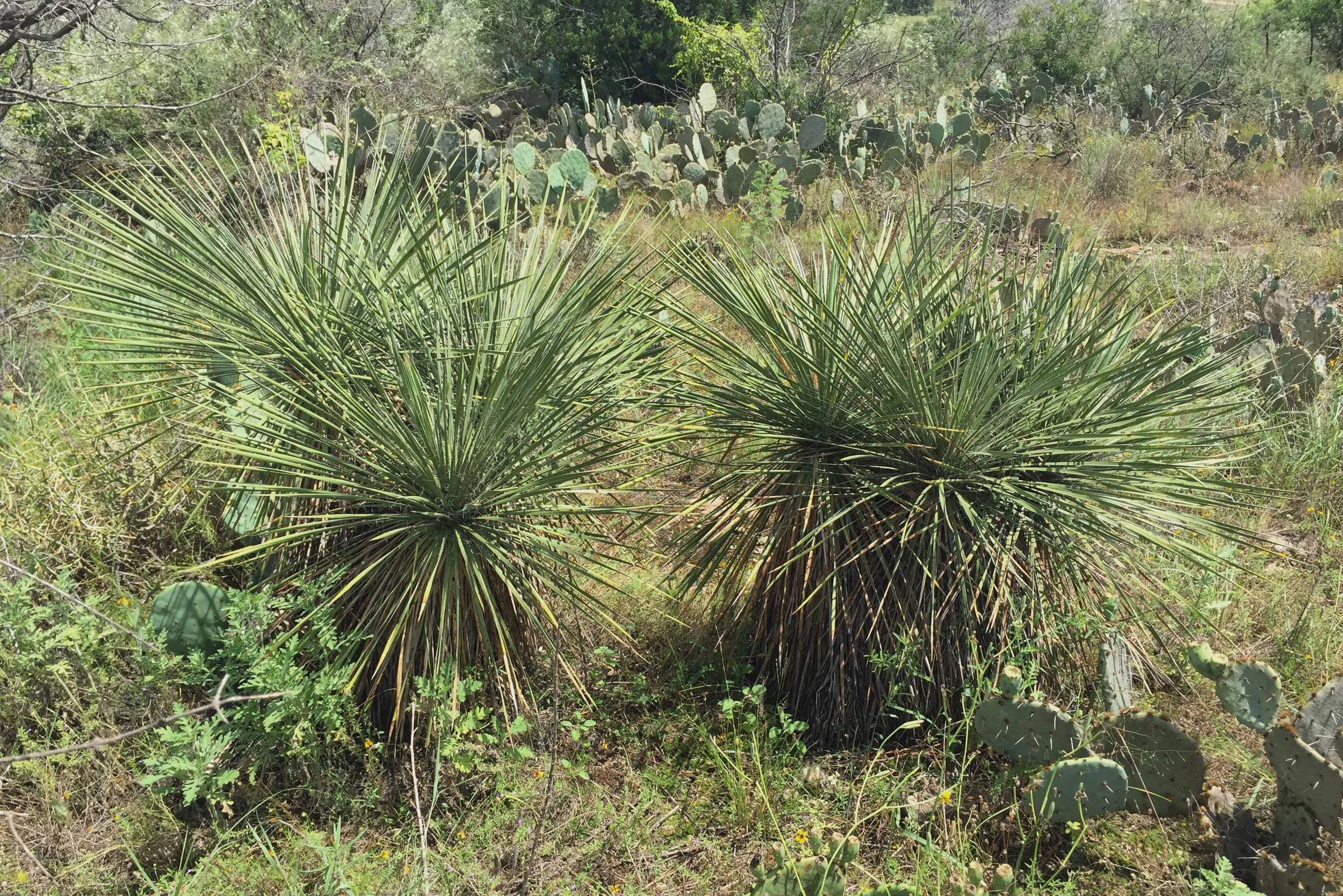 Yucca elata, Soaptree Yucca (?)
