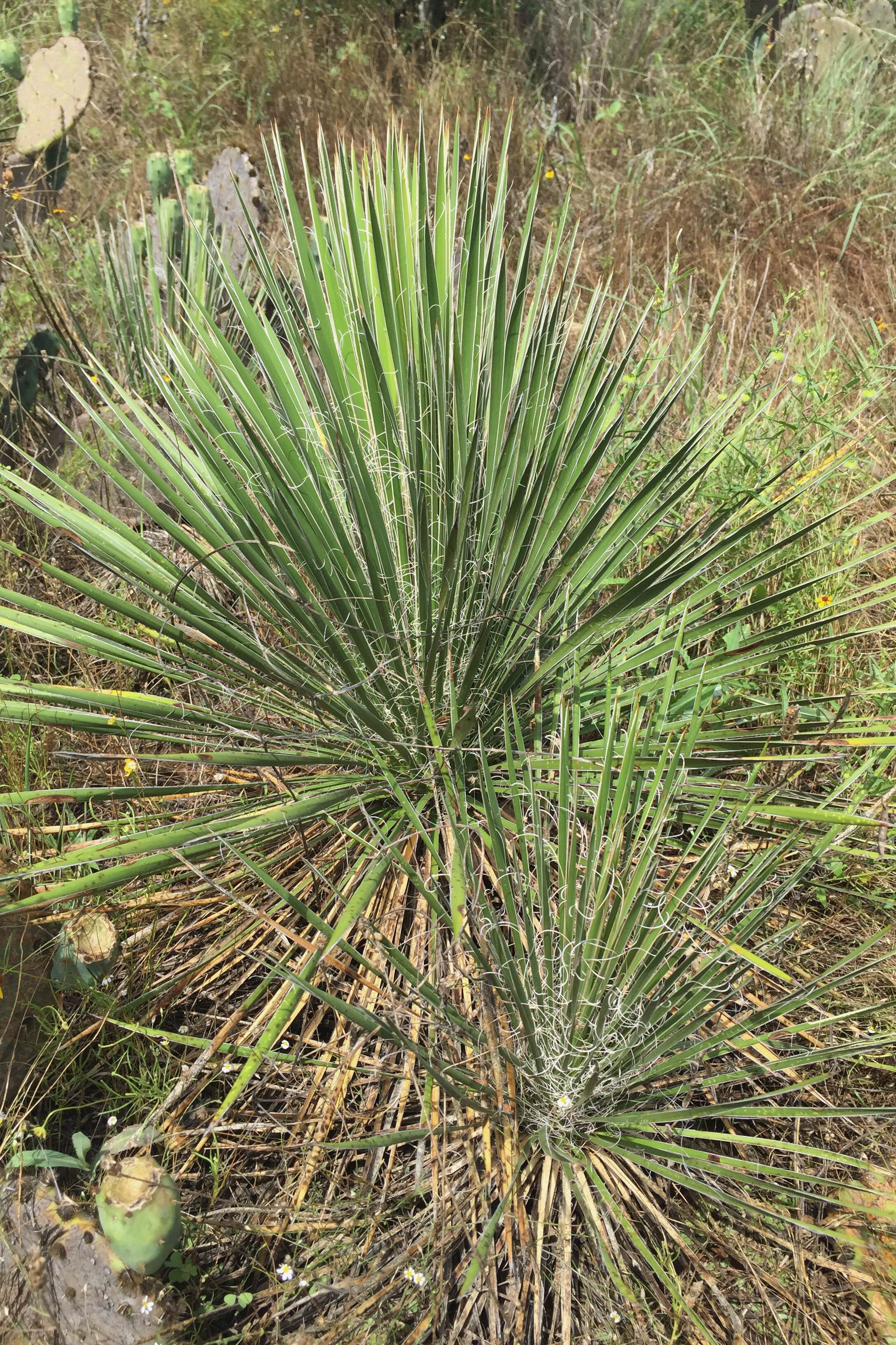 Yucca constricta, Buckley's Yucca