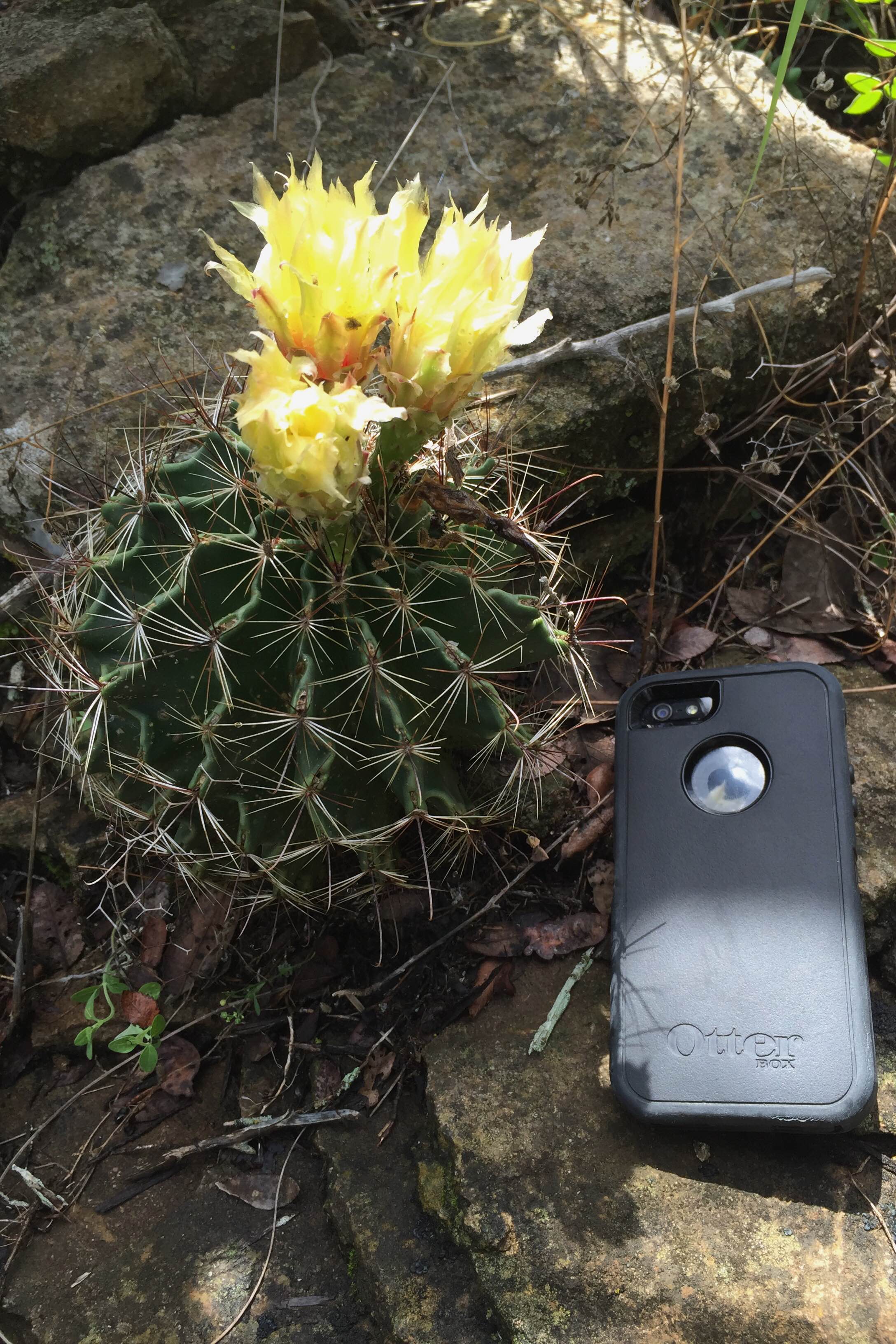 Thelocactus setispinus, Hedgehog Cactus