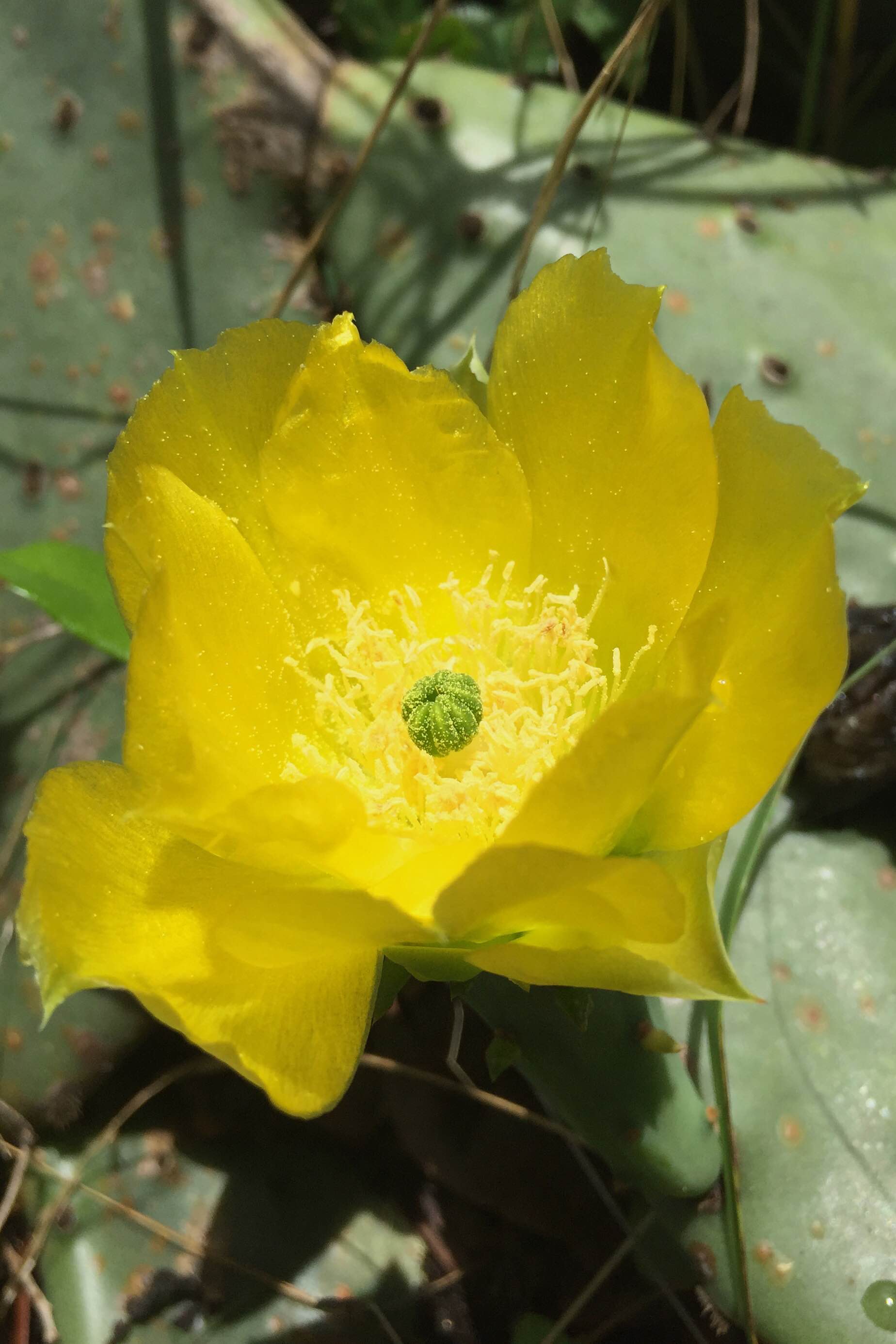 Opuntia sp.