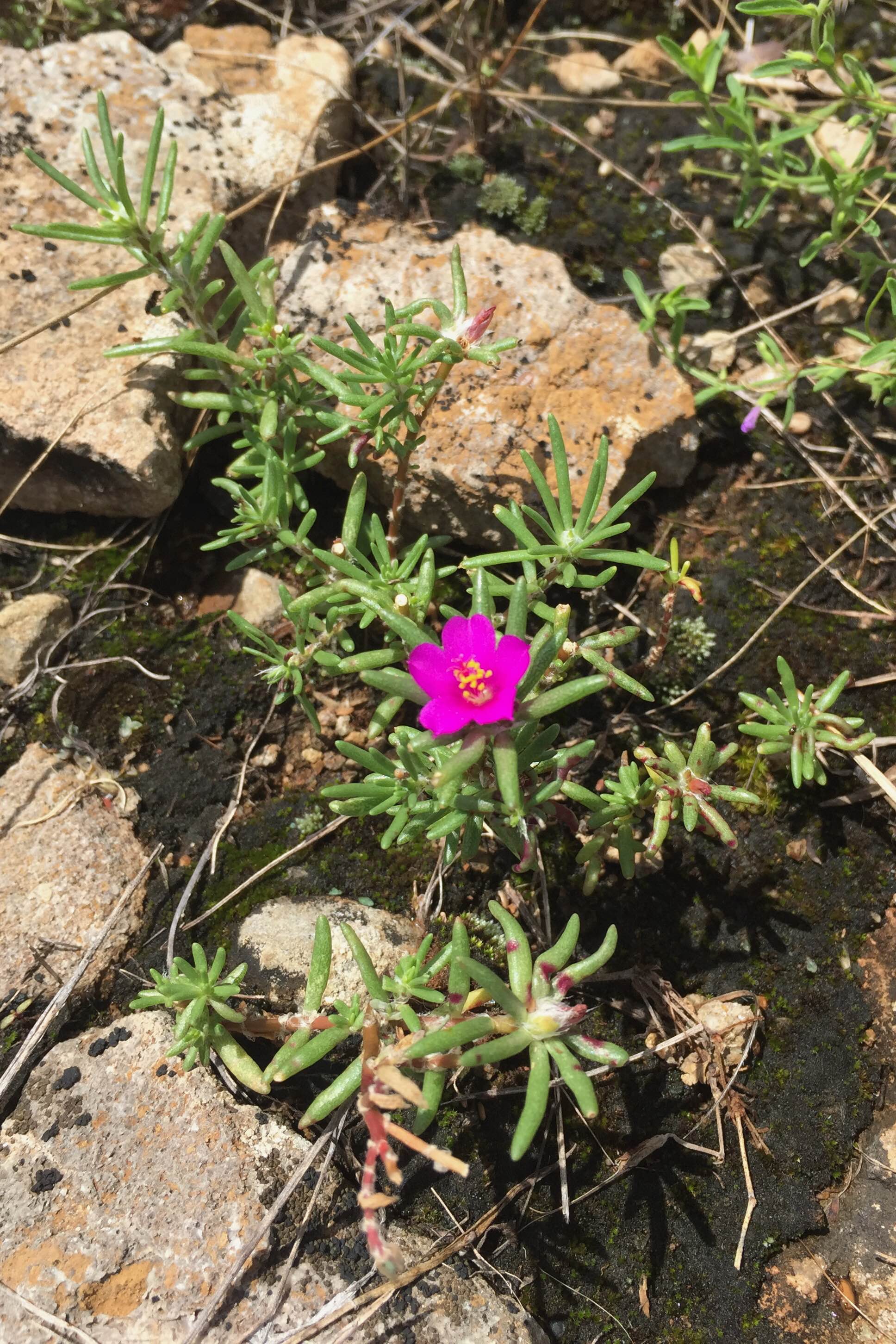Portulaca pilosa, Moss Rose