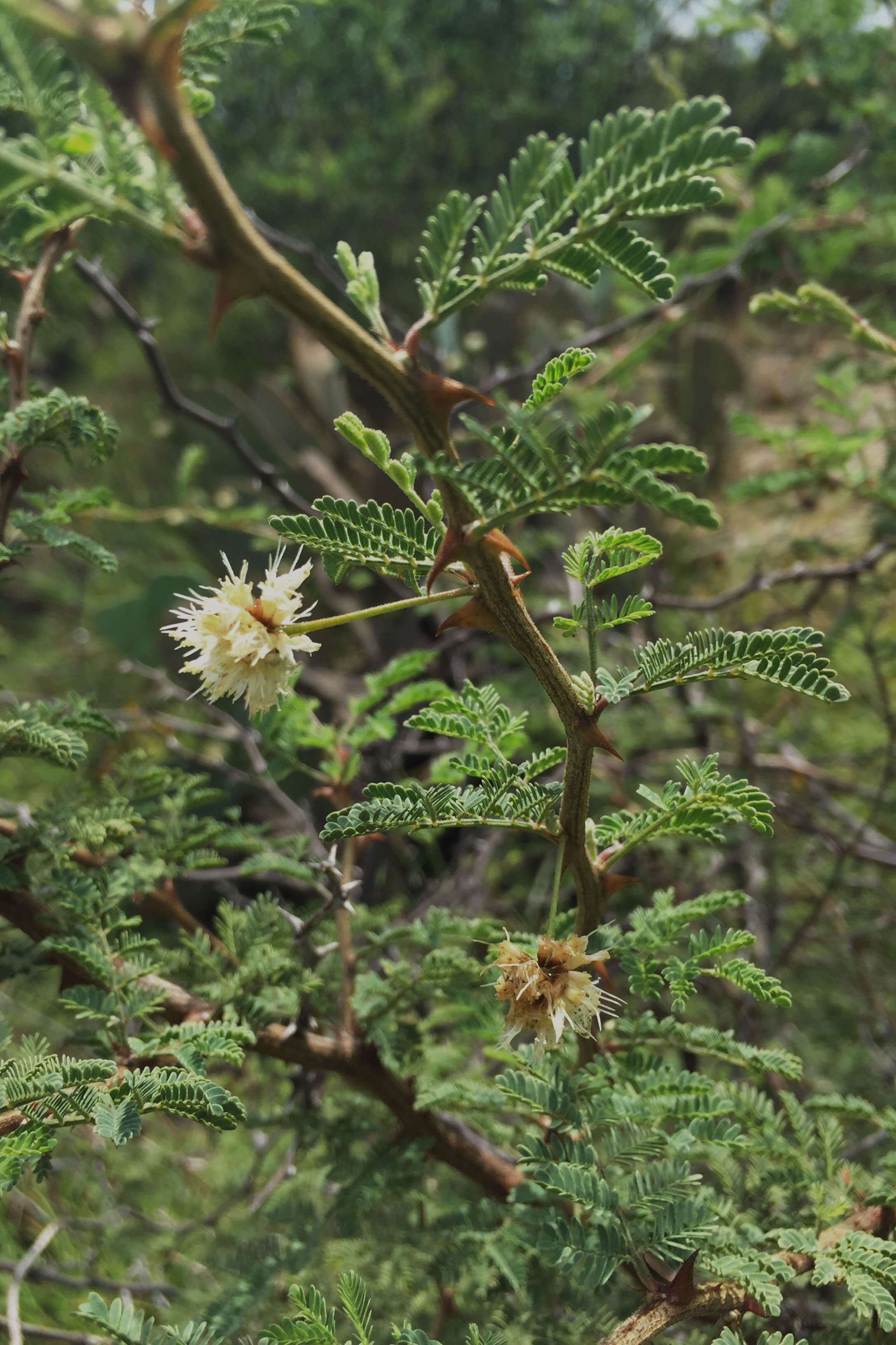Mimosa aculeaticarpa, Catclaw Mimosa