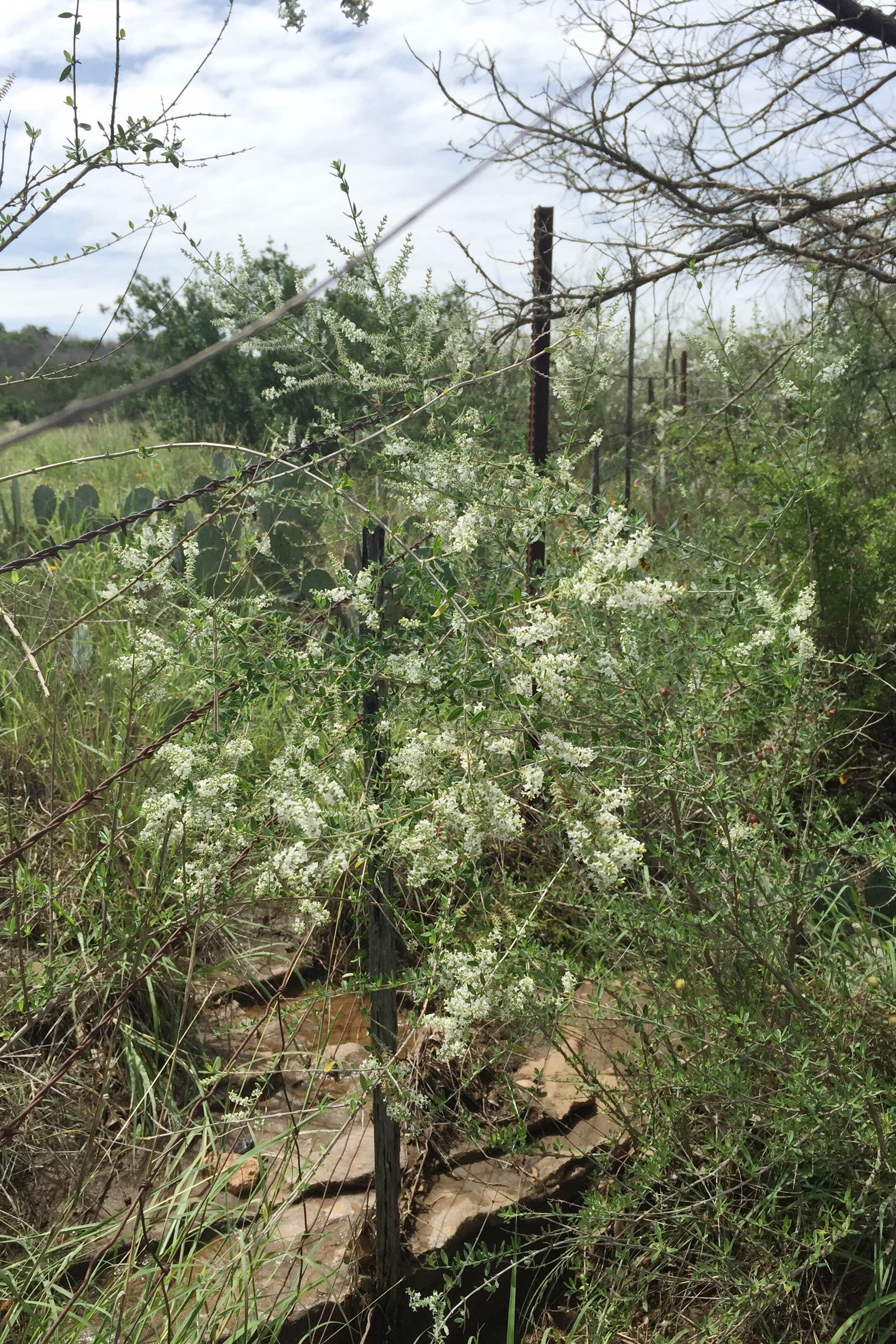 Aloysia gratissima, Beebrush