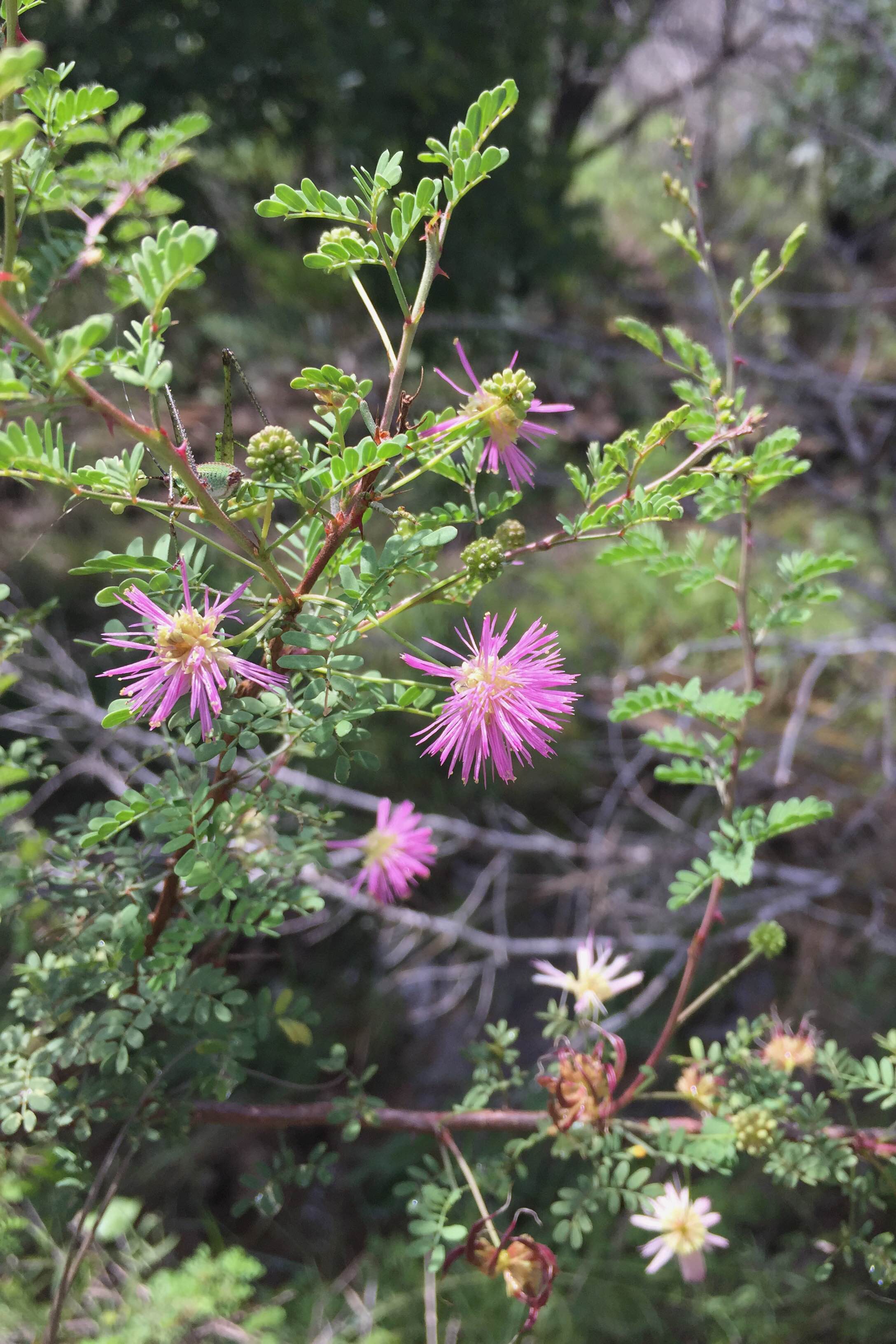 Mimosa borealis, Fragrant Mimosa