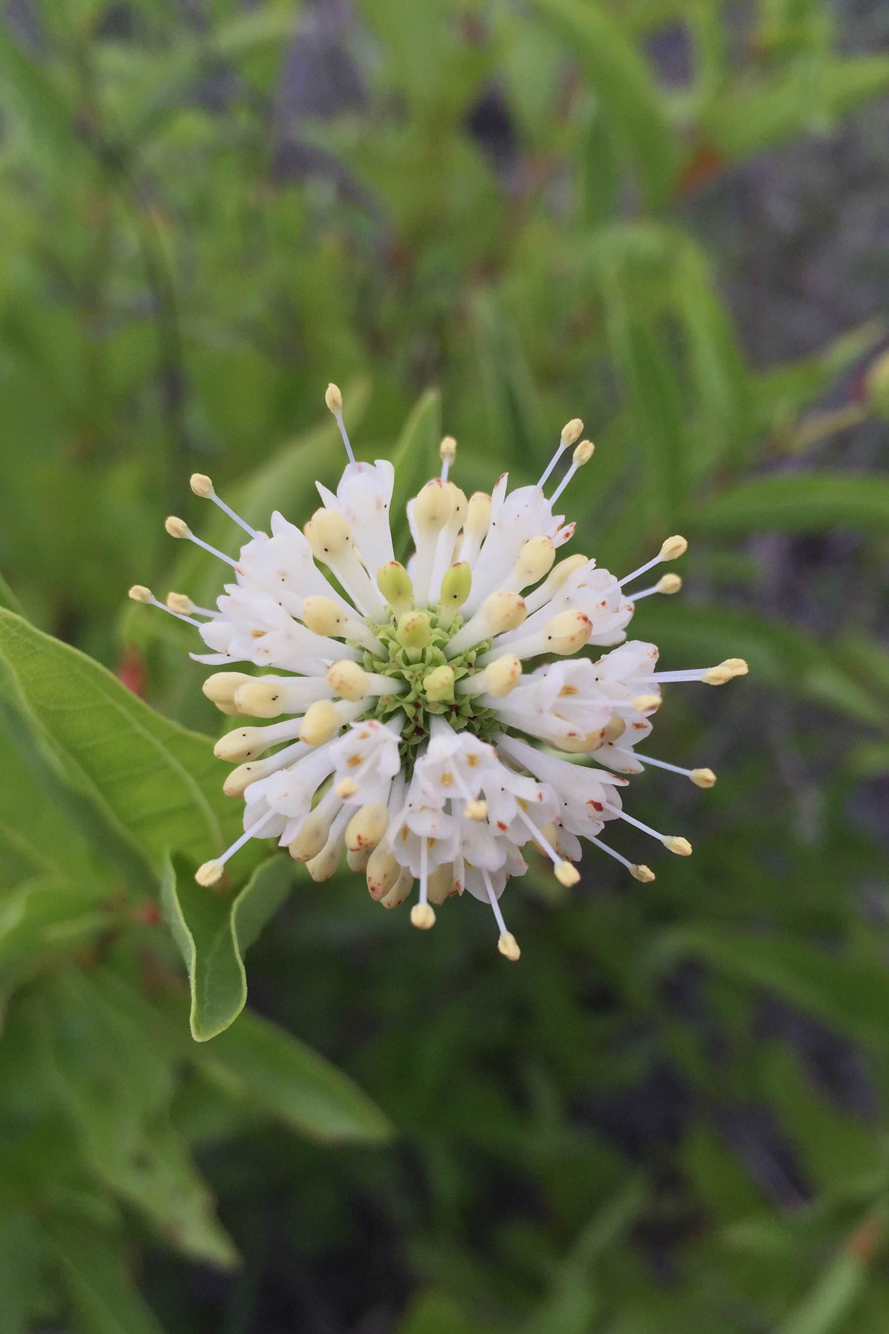 Cephalanthus occidentalis, Buttonbush