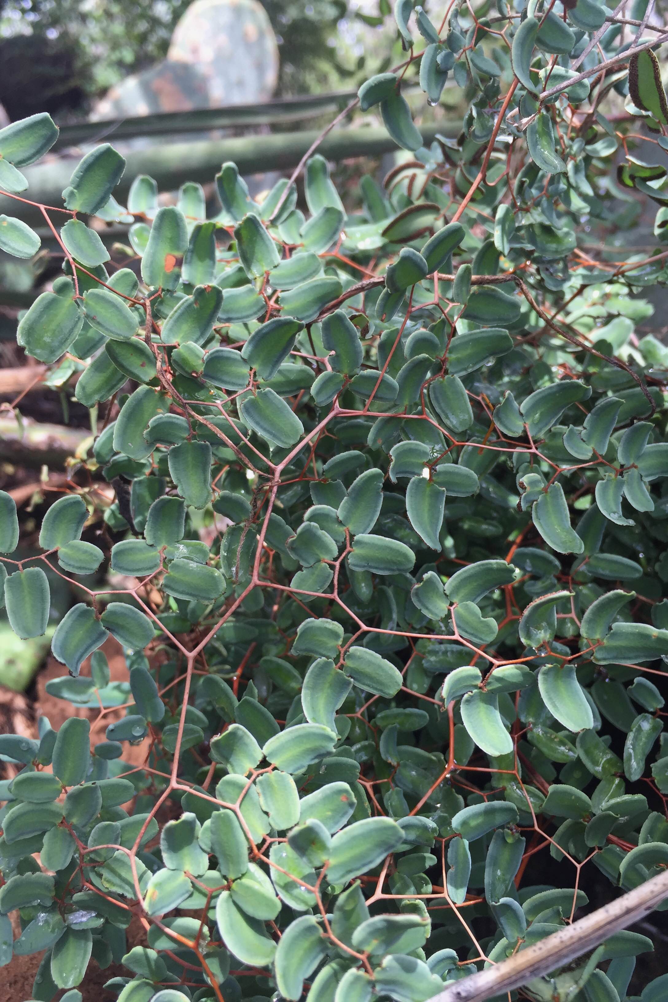 Pellaea ovata, Ovate-leaf Cliffbrake