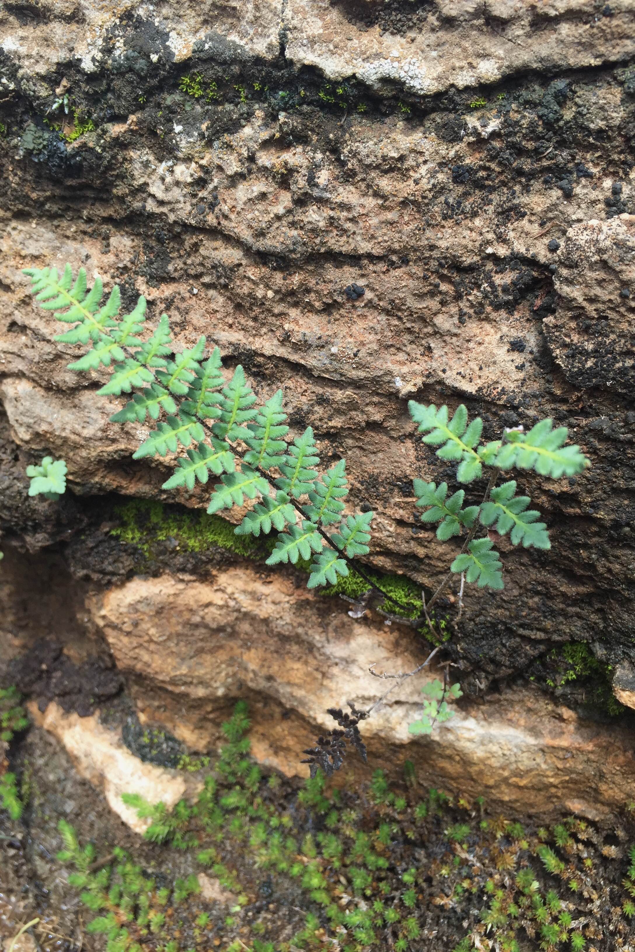 Cheilanthes alabamensis, Alabama Lip Fern