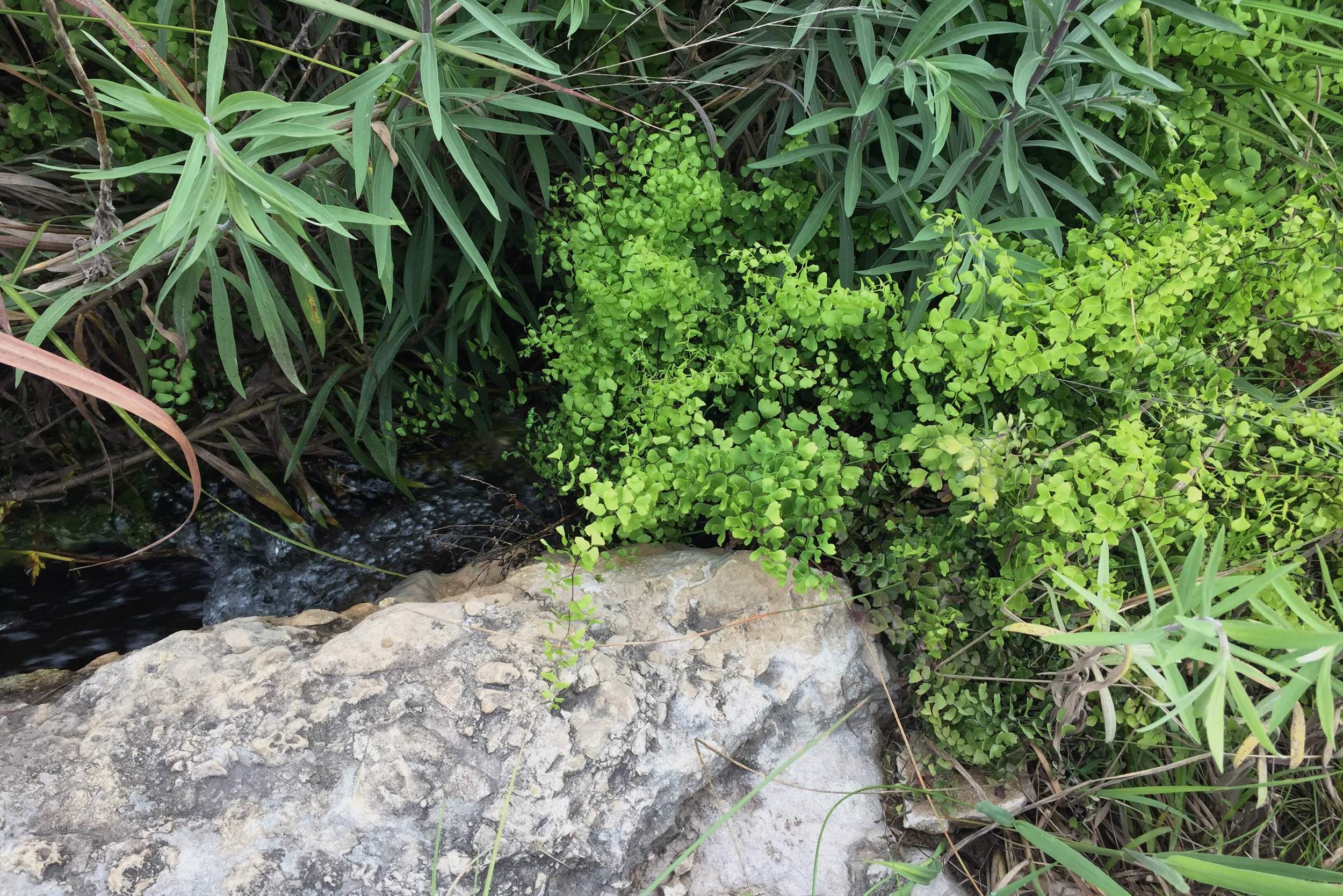 Adiantum capillus-veneris, Maidenhair Fern