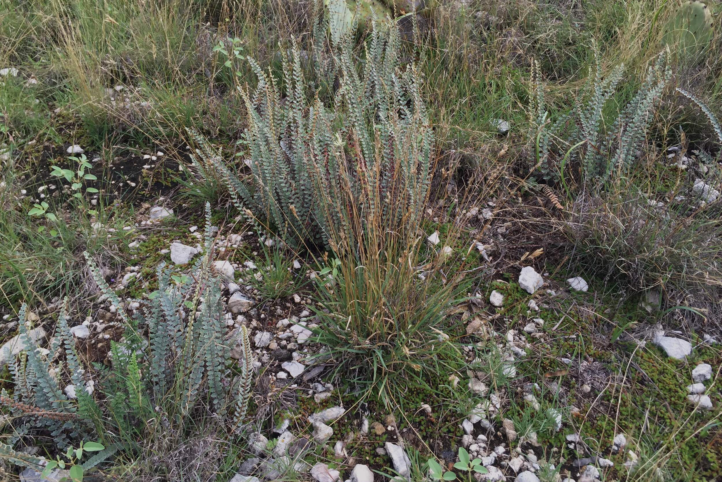 Astrolepis integerrima, Hybrid Cloakfern
