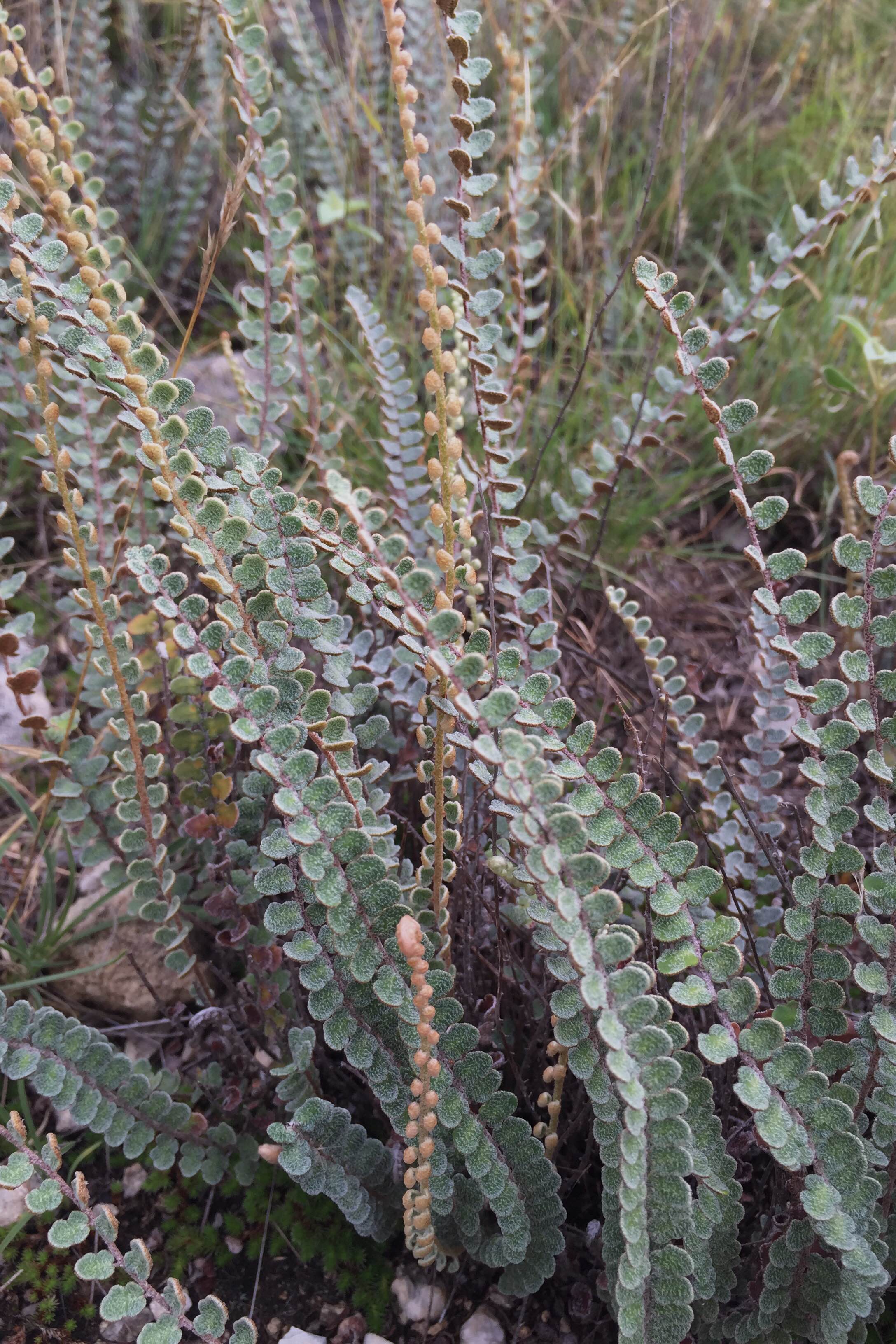 Astrolepis integerrima, Hybrid Cloakfern