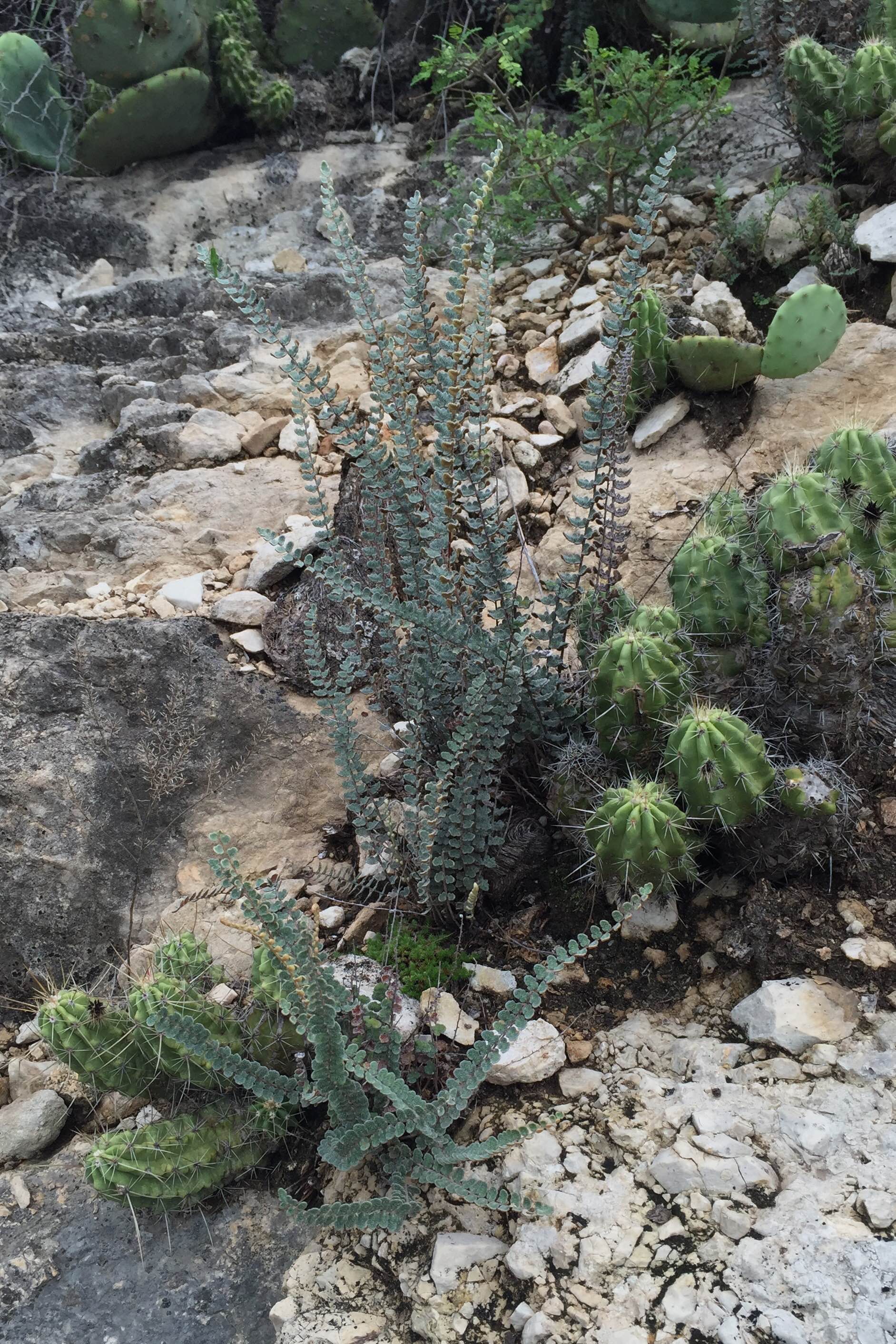 Astrolepis cochisensis, Cochise Scaly Cloakfern (foreground)