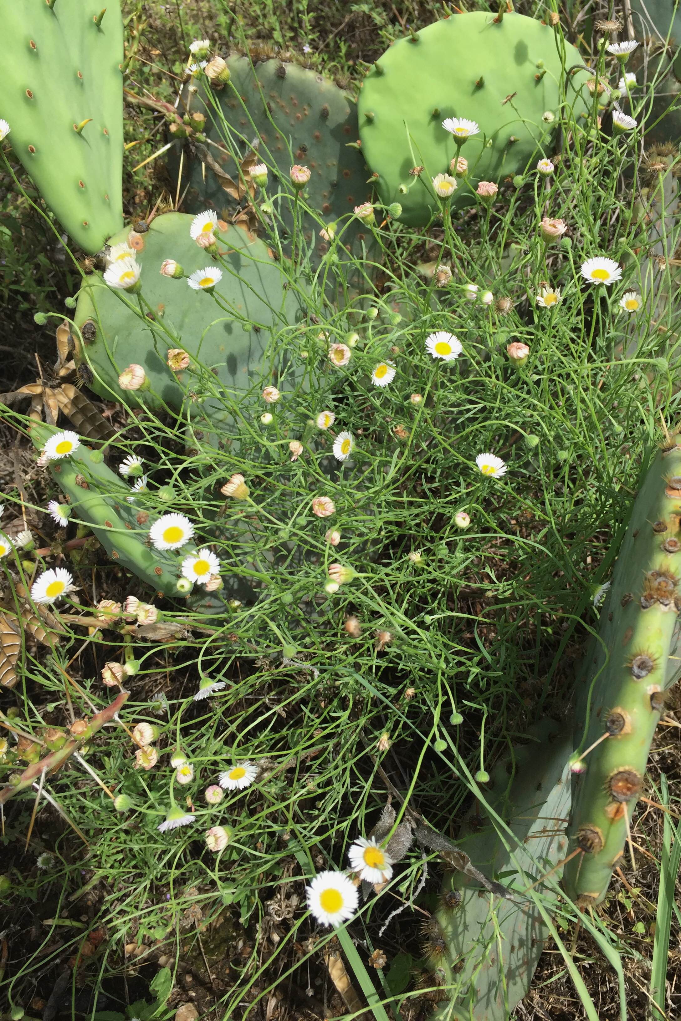 Erigeron modestus, Plains Fleabane