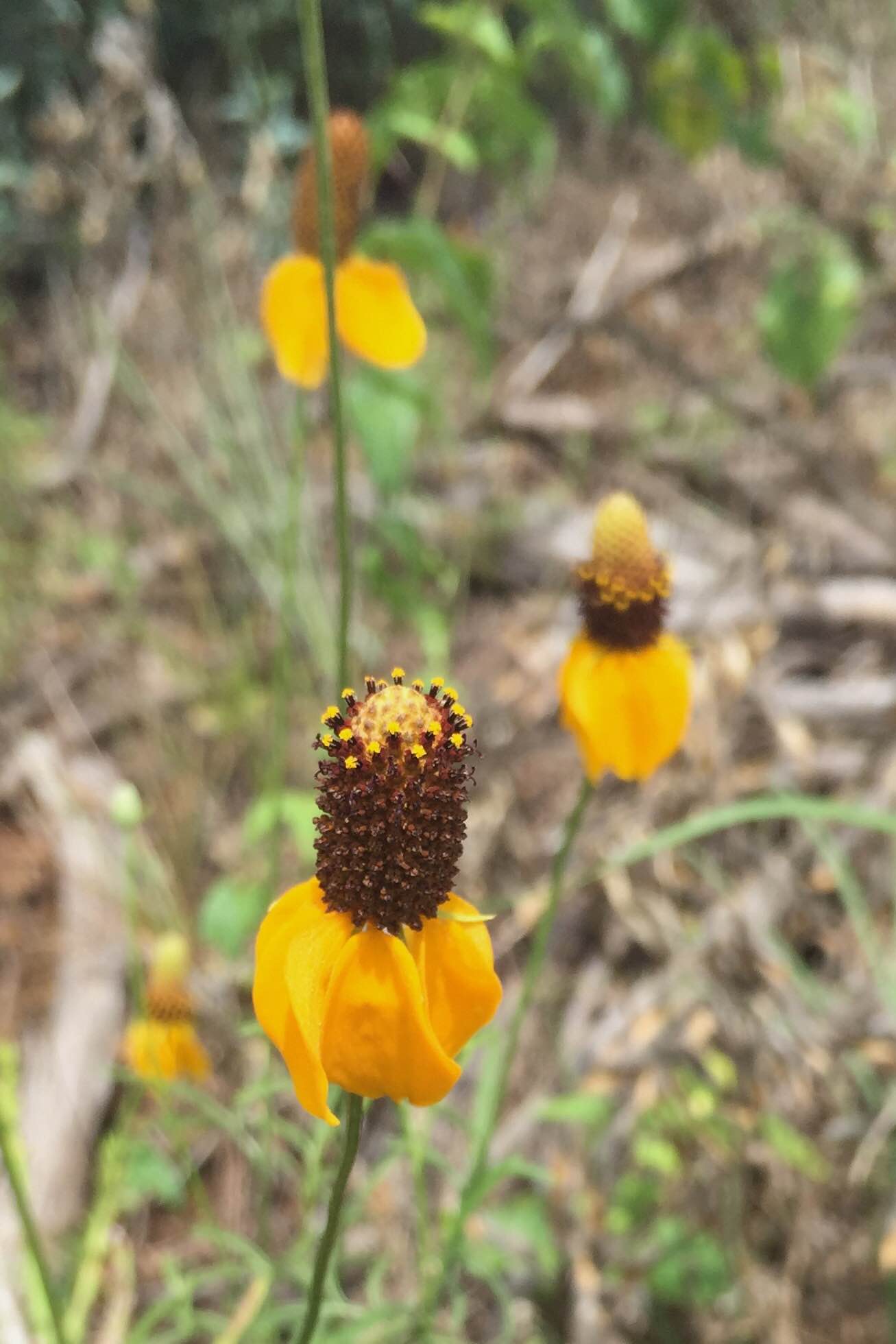 Ratibida columnaris, Mexican Hat