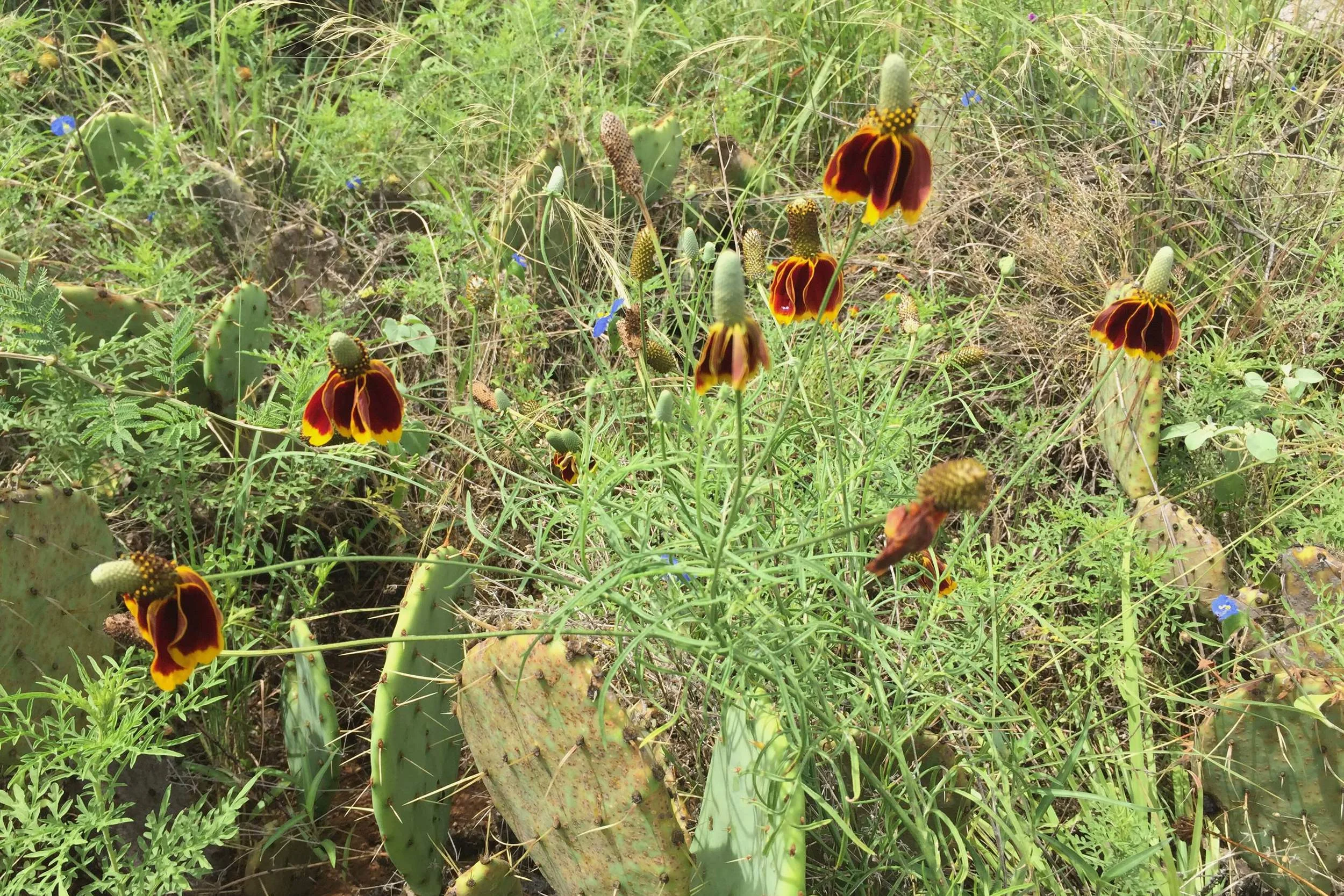 Ratibida columnaris, Mexican Hat