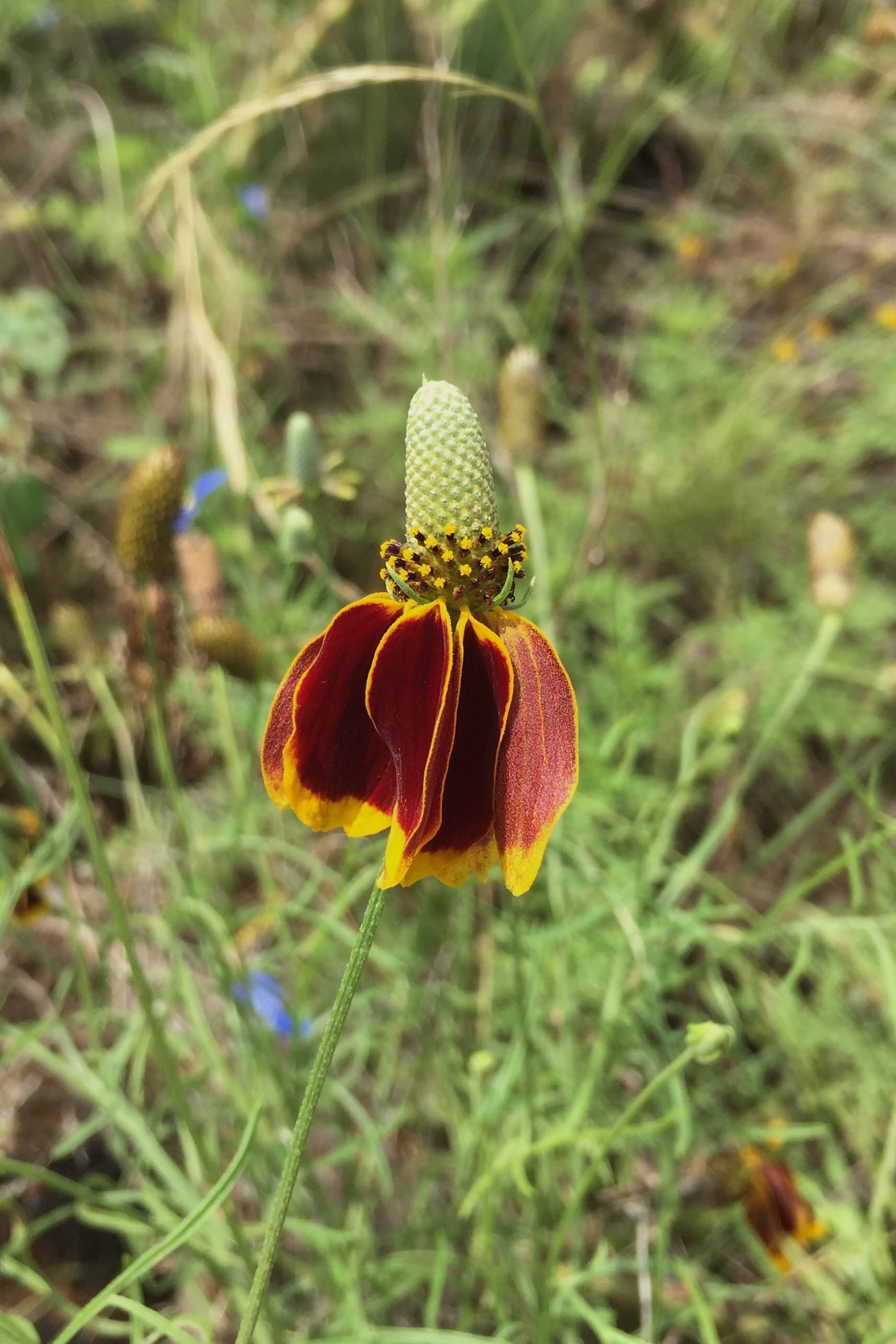 Ratibida columnaris, Mexican Hat