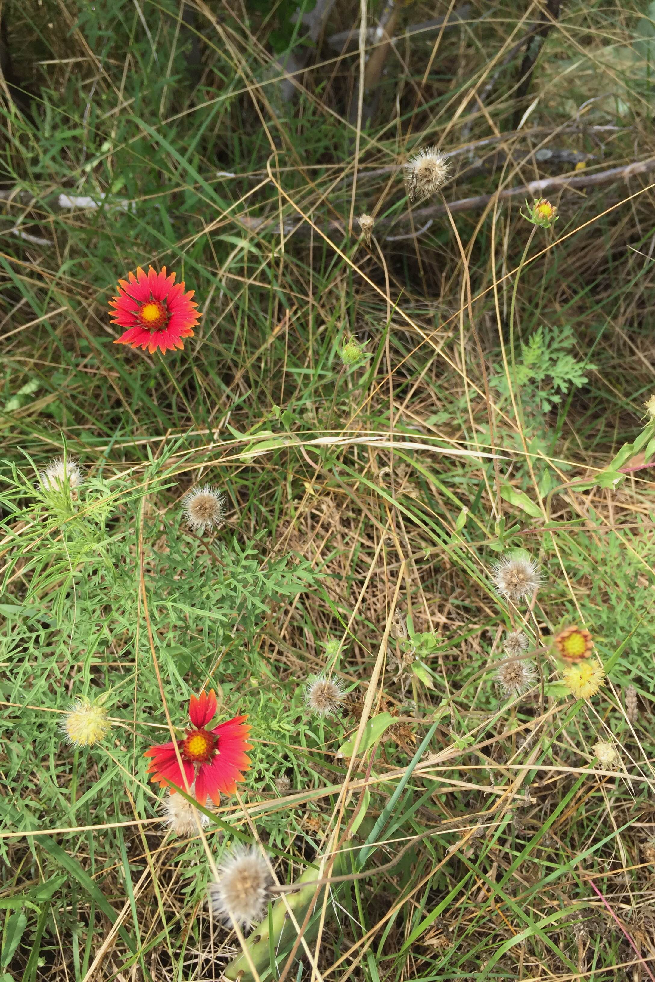 Gaillardia pulchella, Indian Blanket