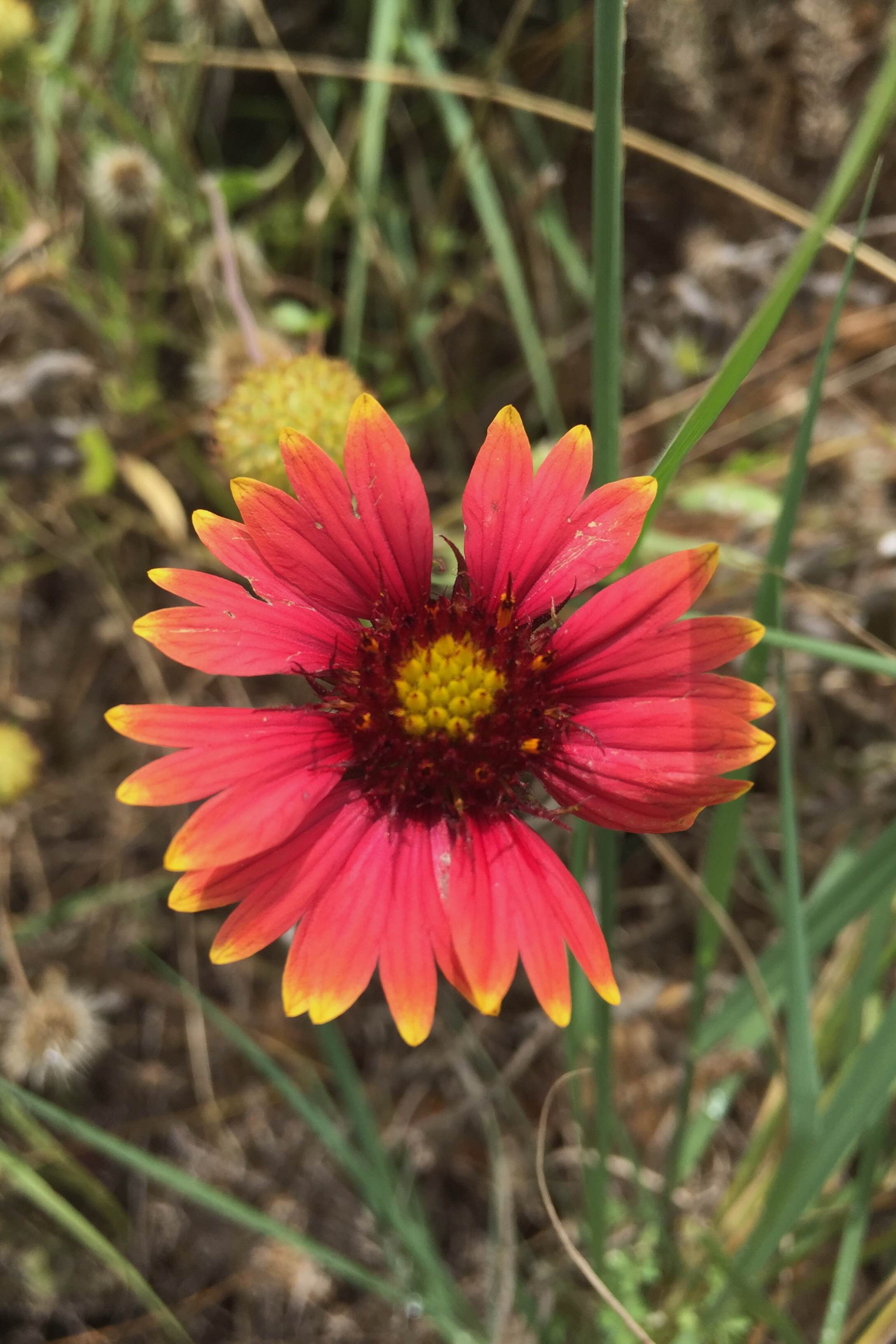 Gaillardia pulchella, Indian Blanket
