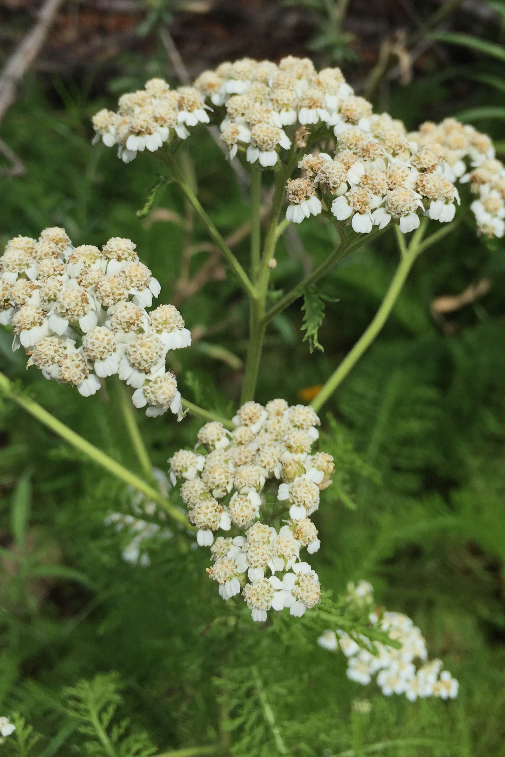 Achillea millefolium