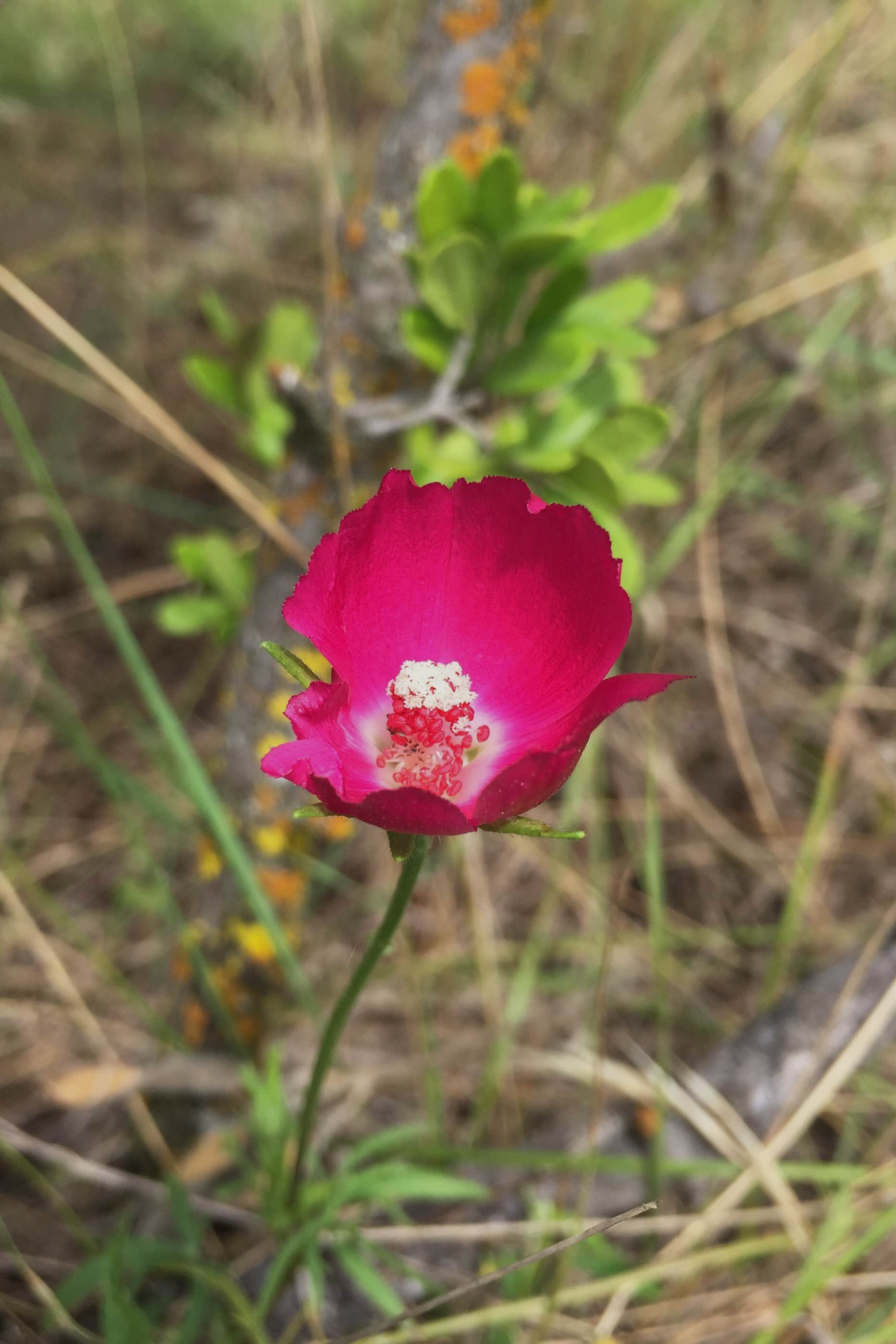 Callirhoe involucrata, Winecup
