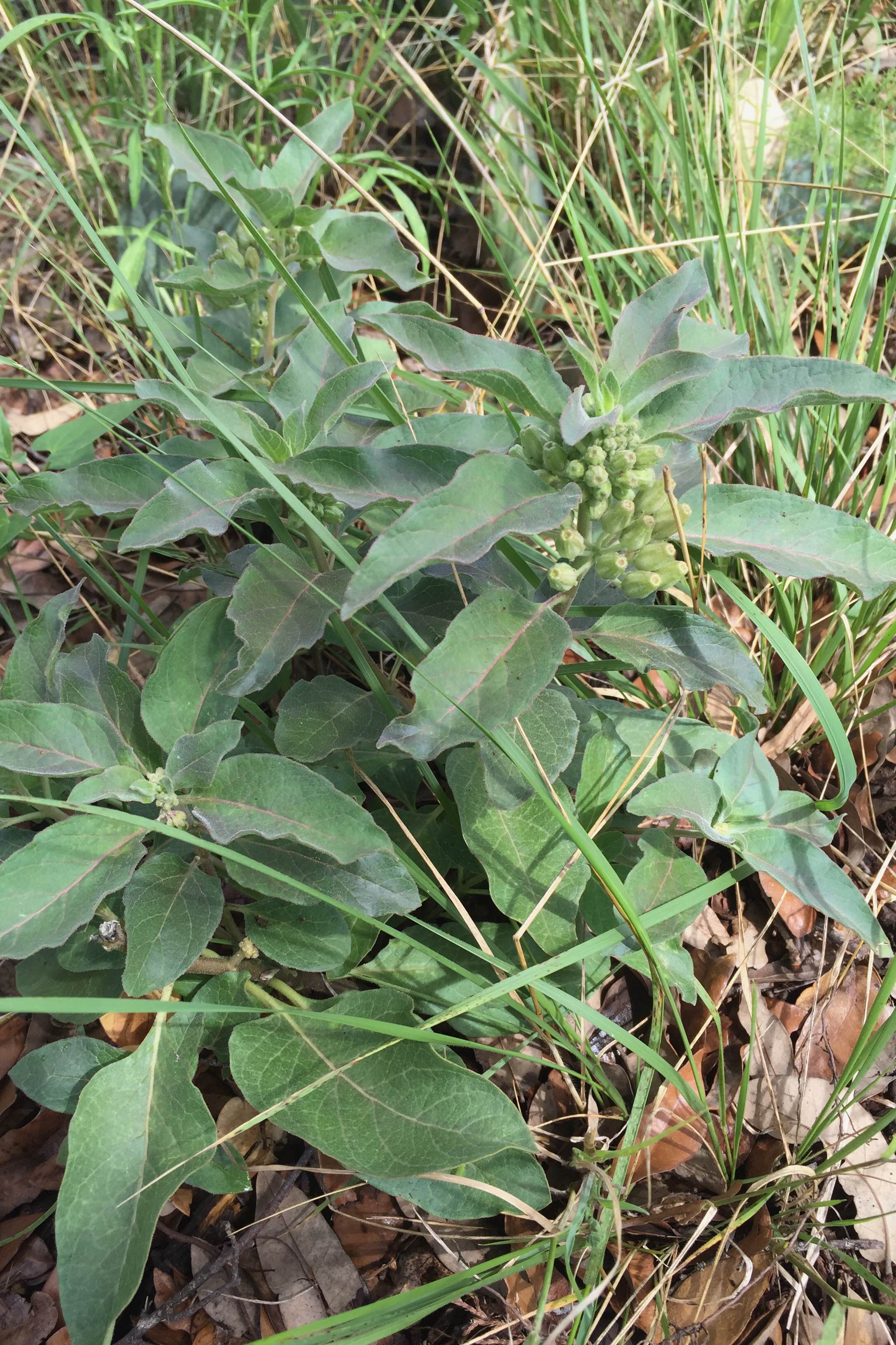 Asclepias oenotheroides, Zizotes Milkweed