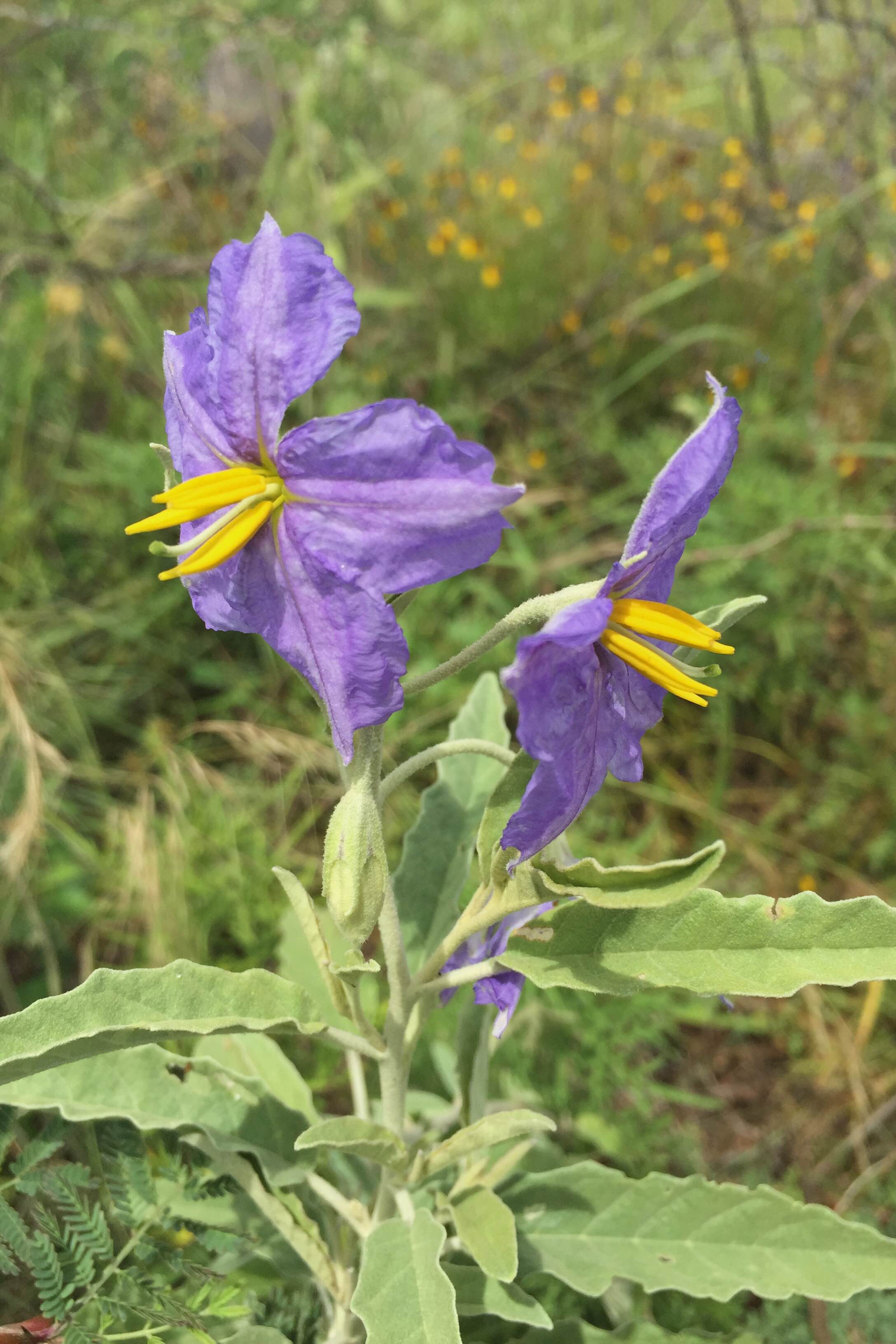 Solanum elaeagnifolium, Silverleaf Nightshade