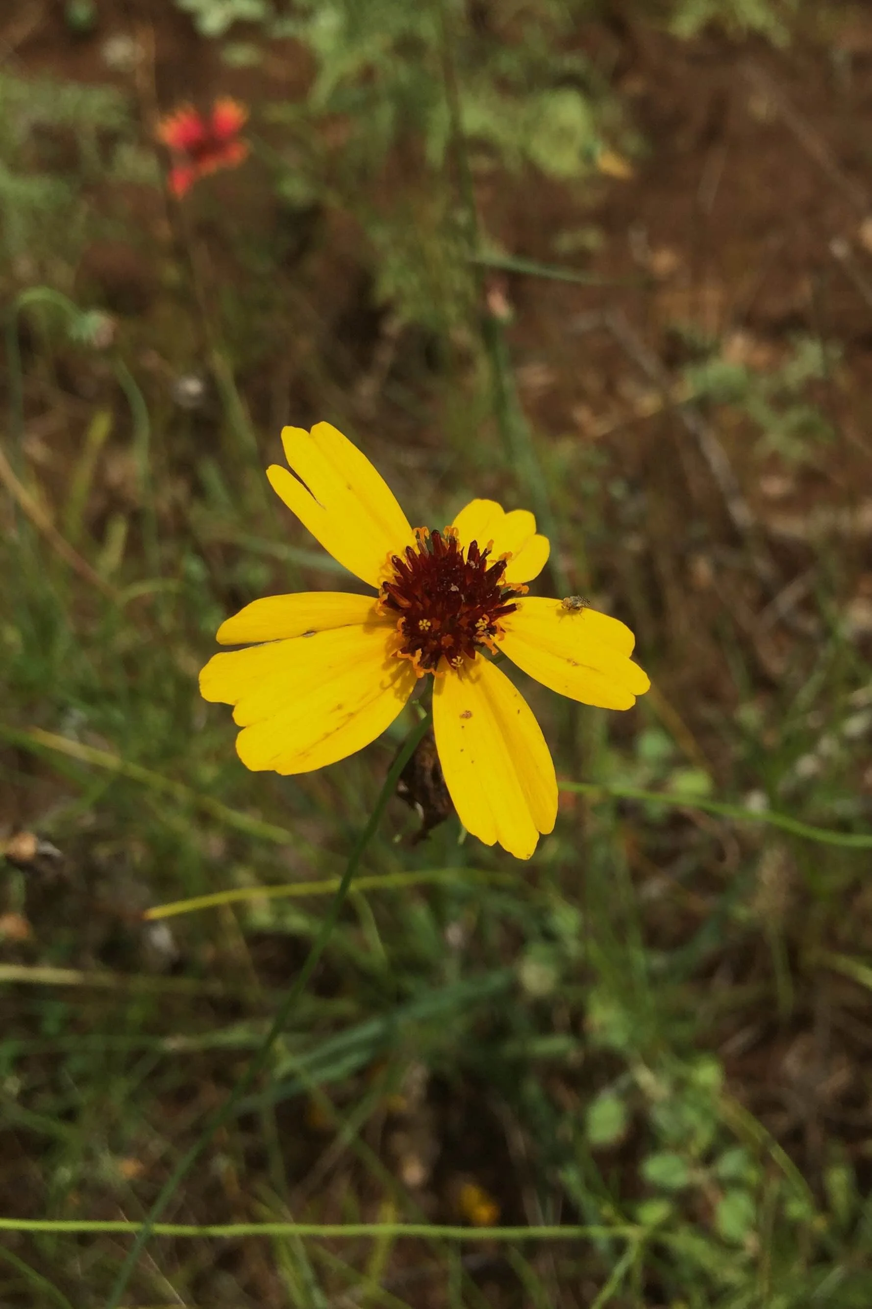 Thelesperma filifolium, Greenthread