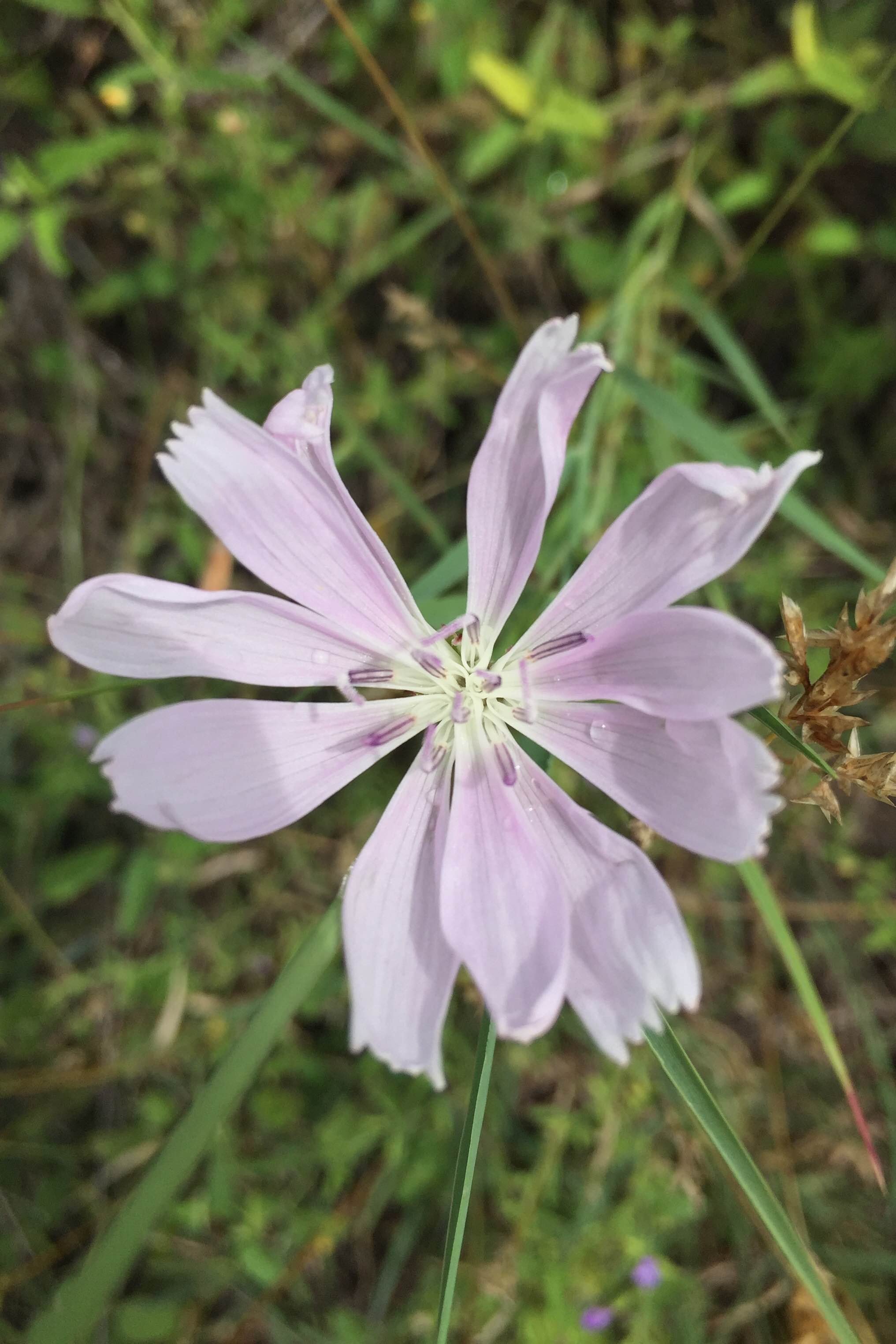 Lygodesmia texana, Skeleton Plant