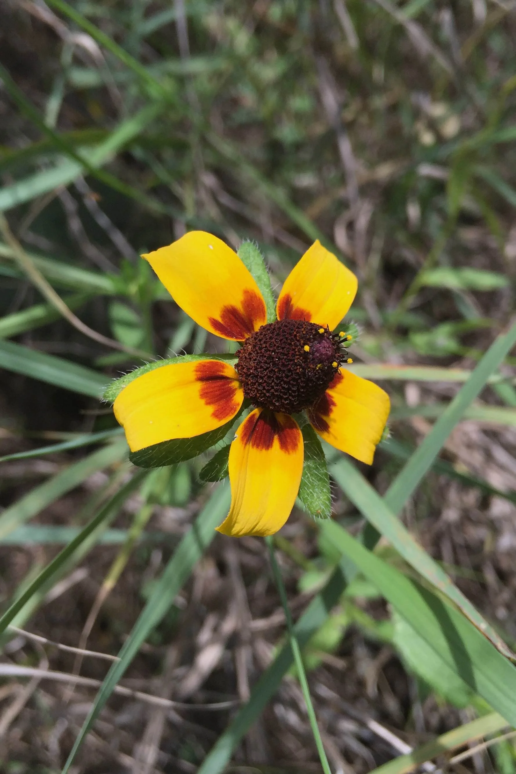Dracopis amplexicaulis, Clasping-leaved Coneflower