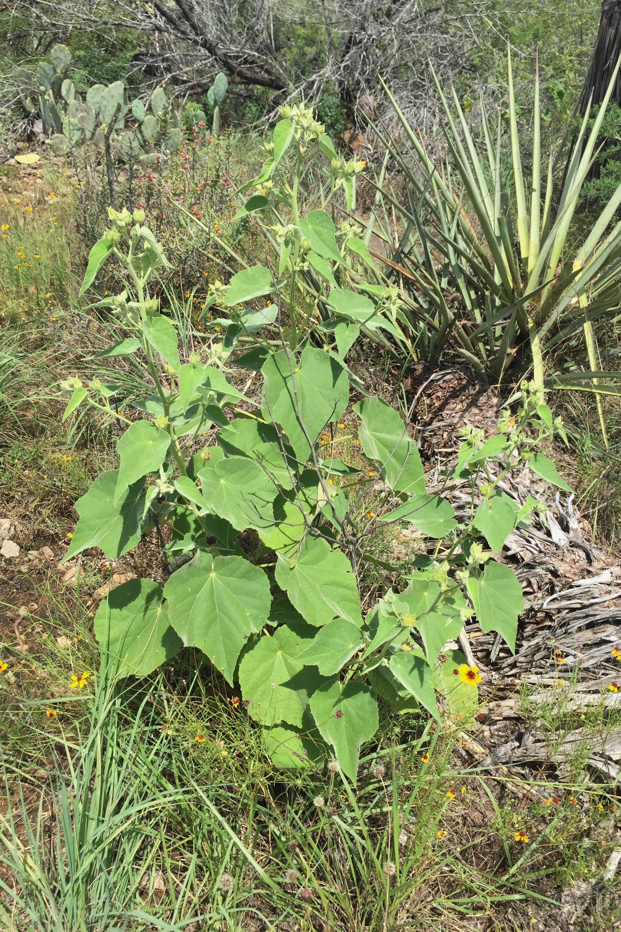 Allowissadula holosericea, Velvetleaf