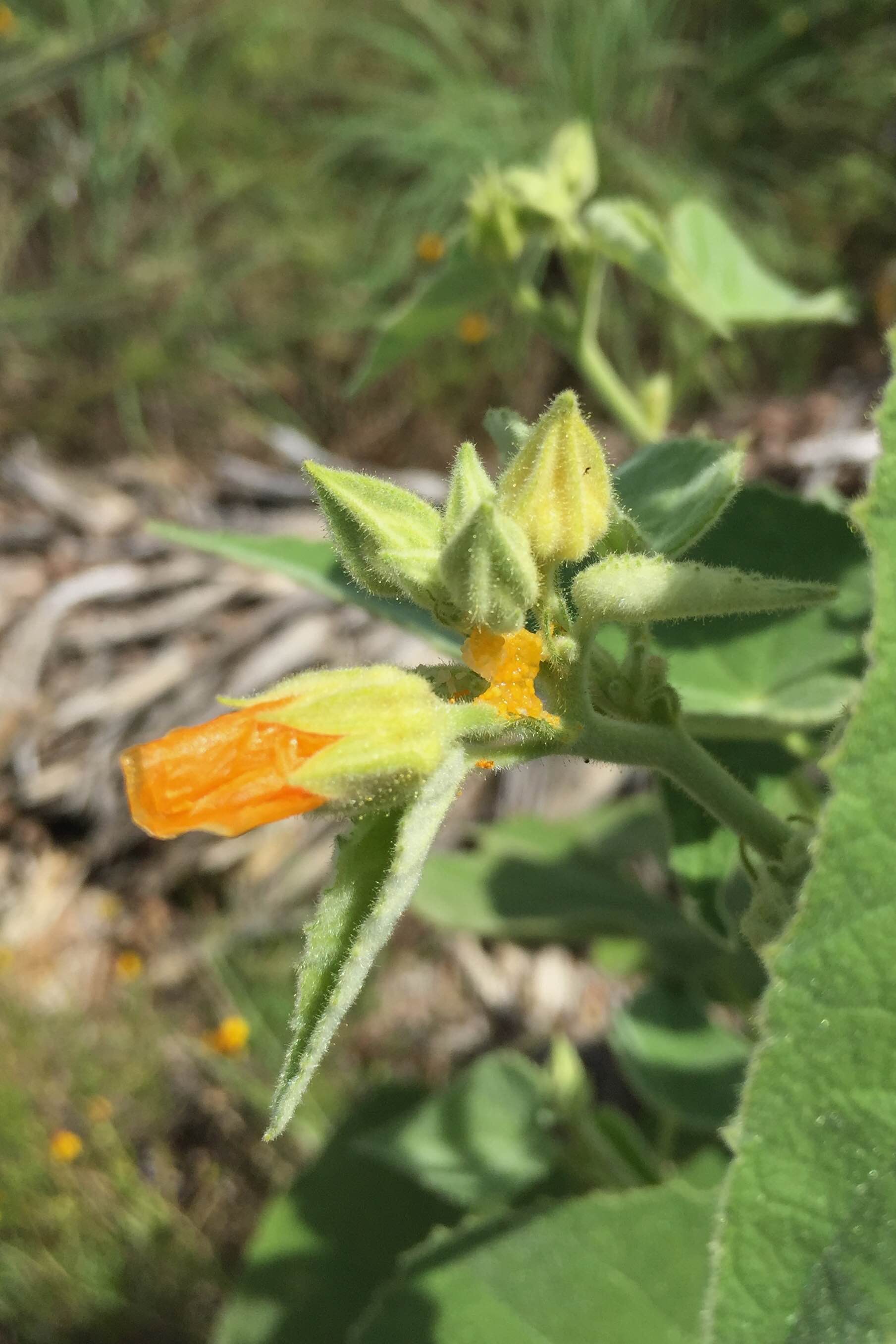 Allowissadula holosericea, Velvetleaf