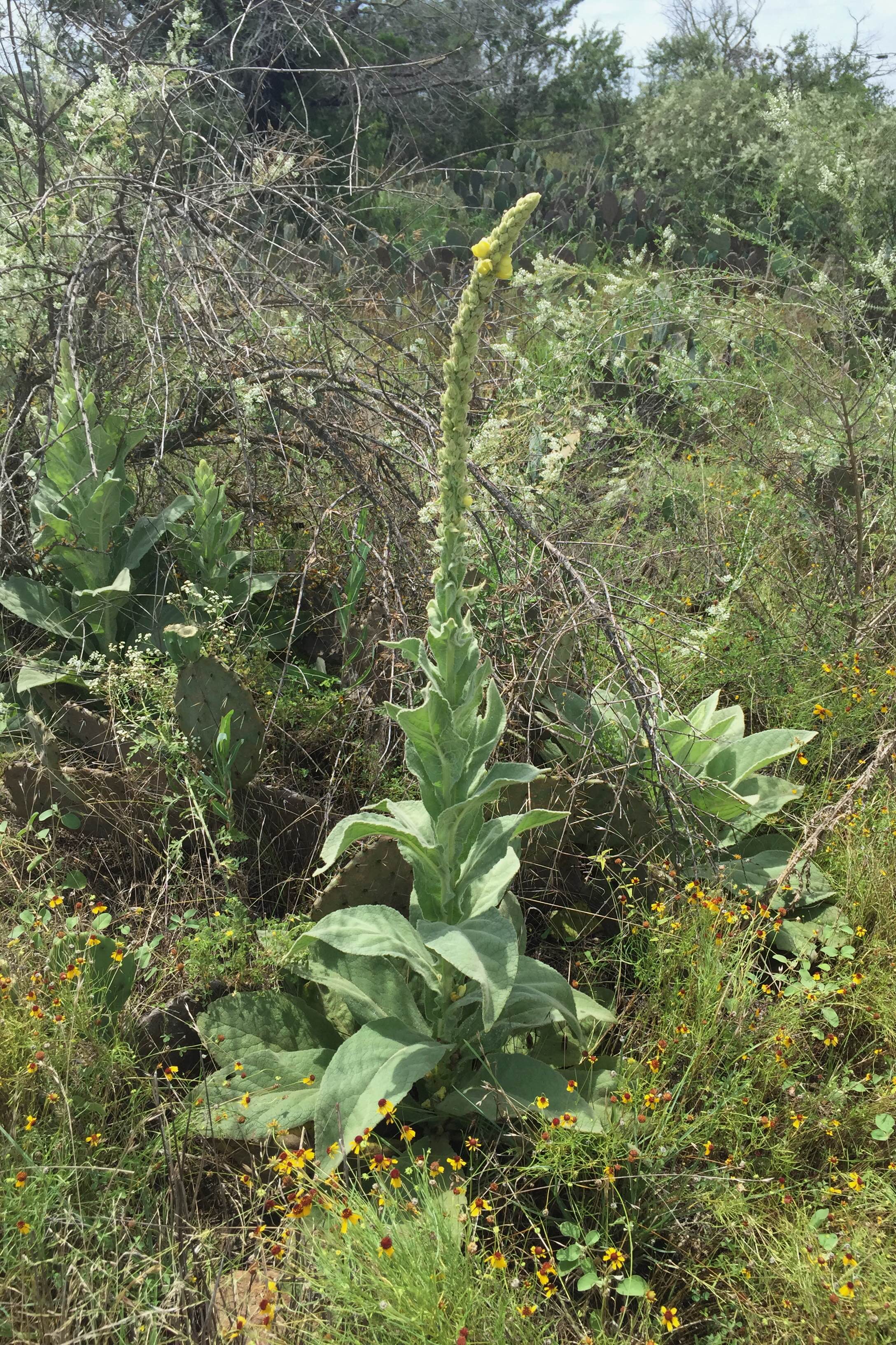 Verbascum thapsus, Mullein