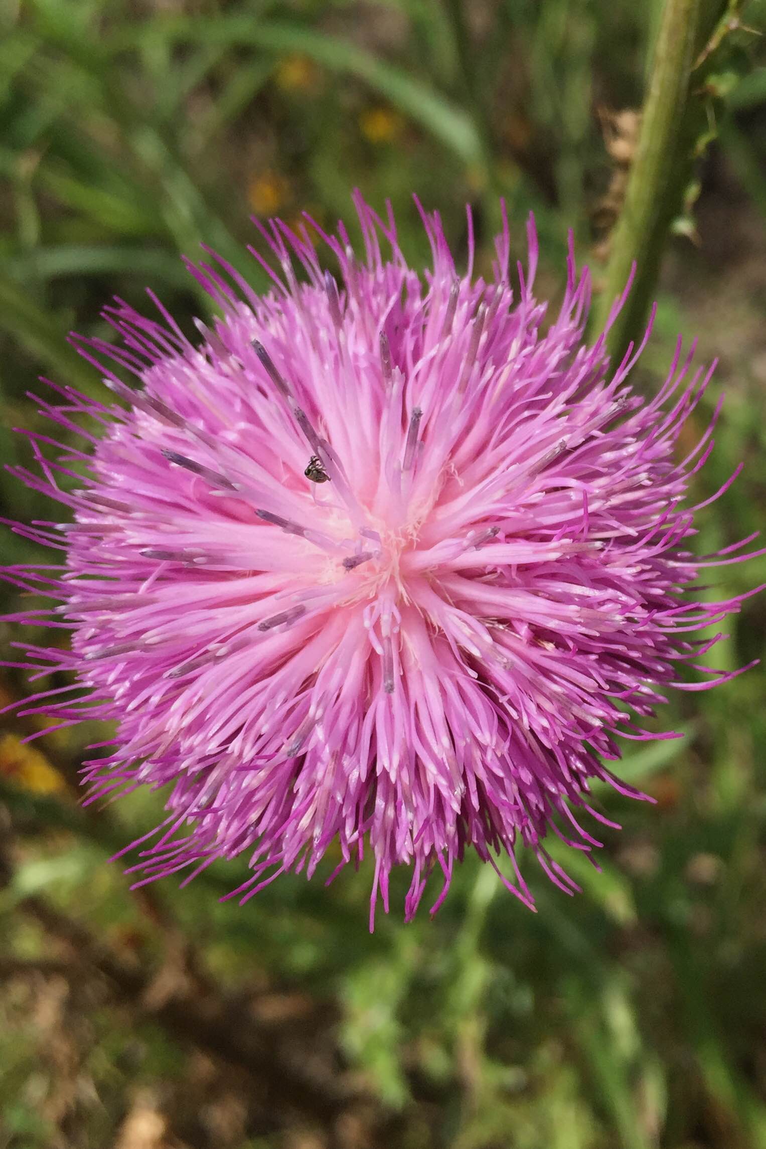 Centaurea americana, Basketflower
