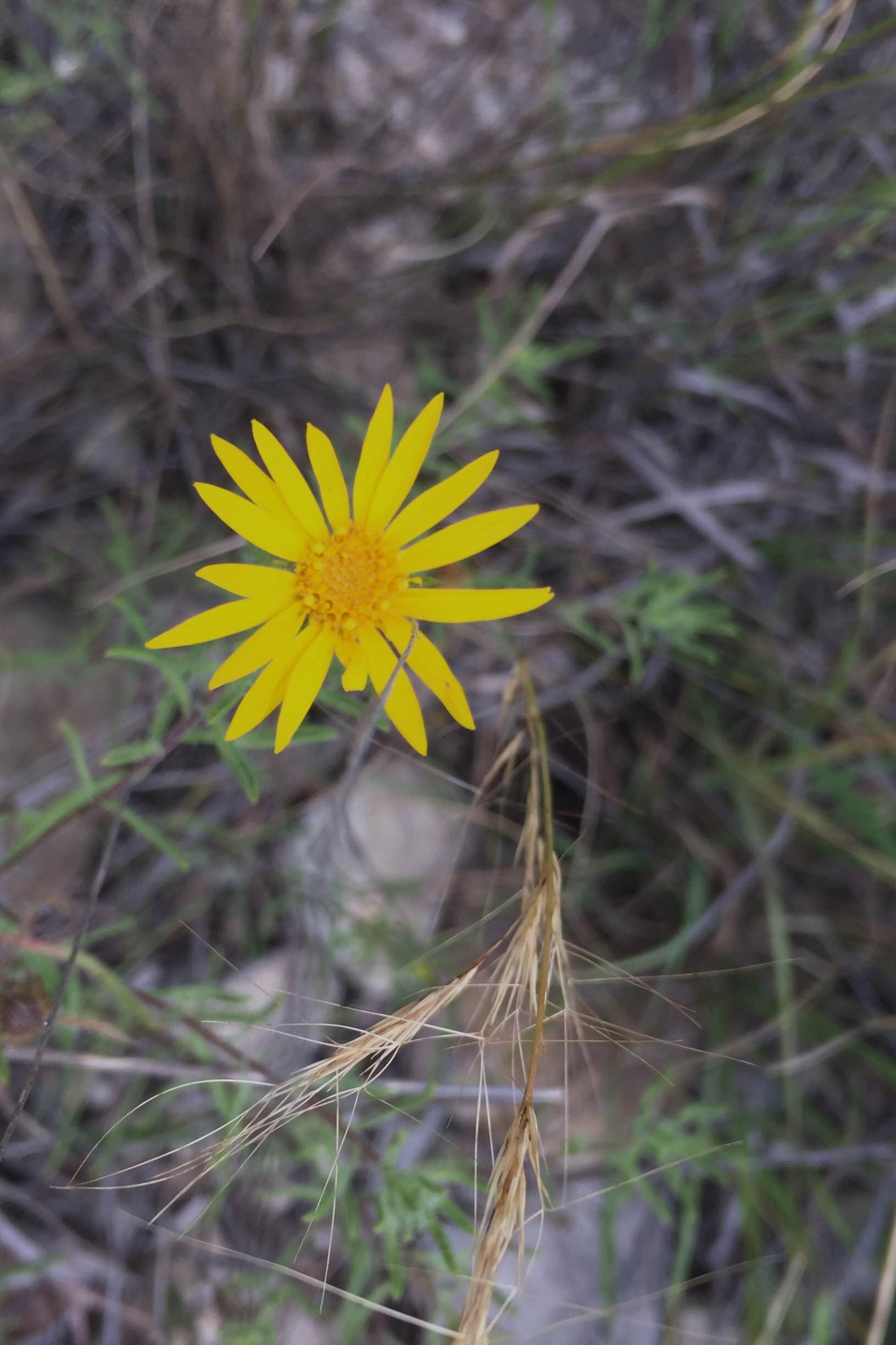 Heterotheca canescens, Golden Gray Aster
