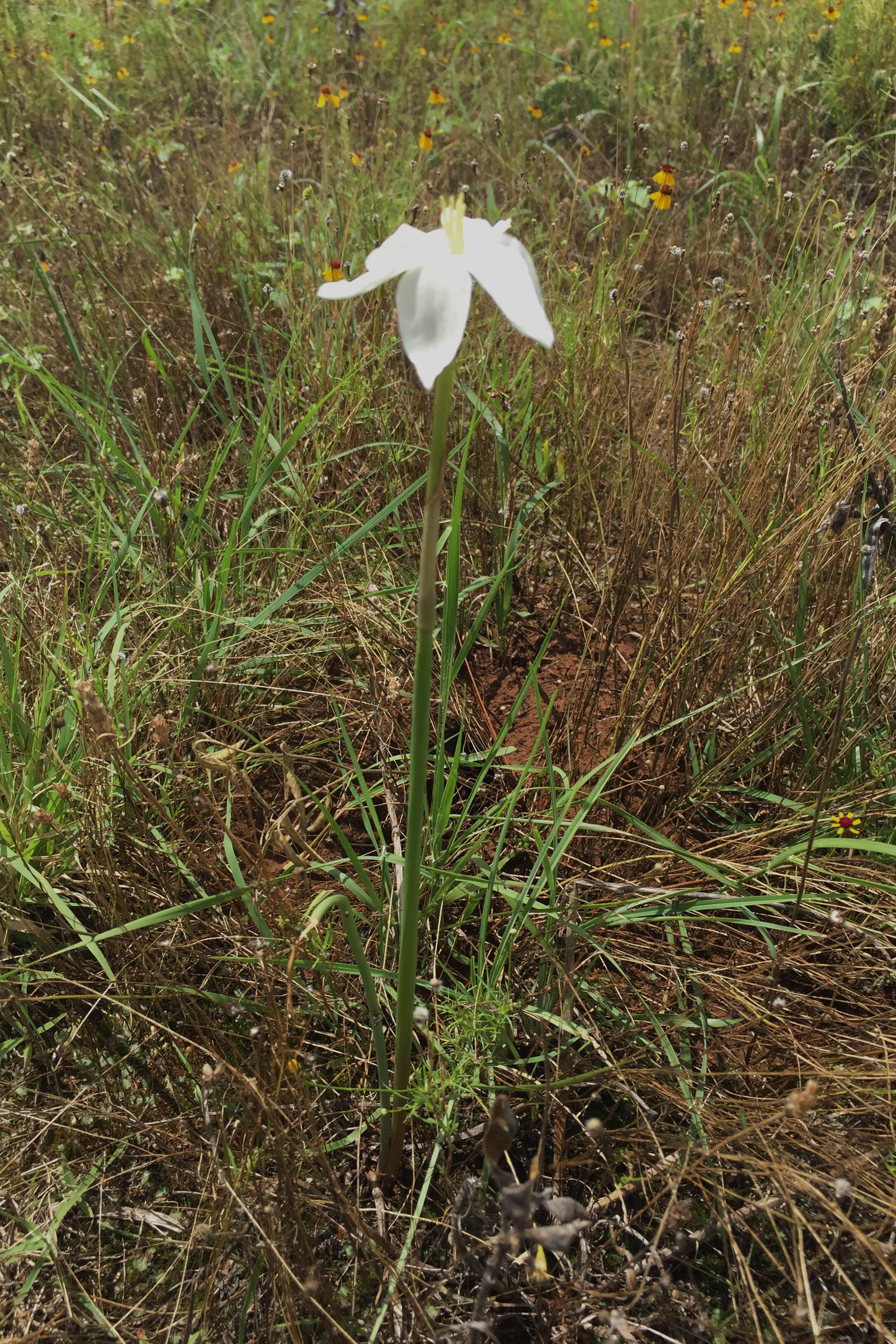Cooperia pedunculata, Hill Country Rain Lily