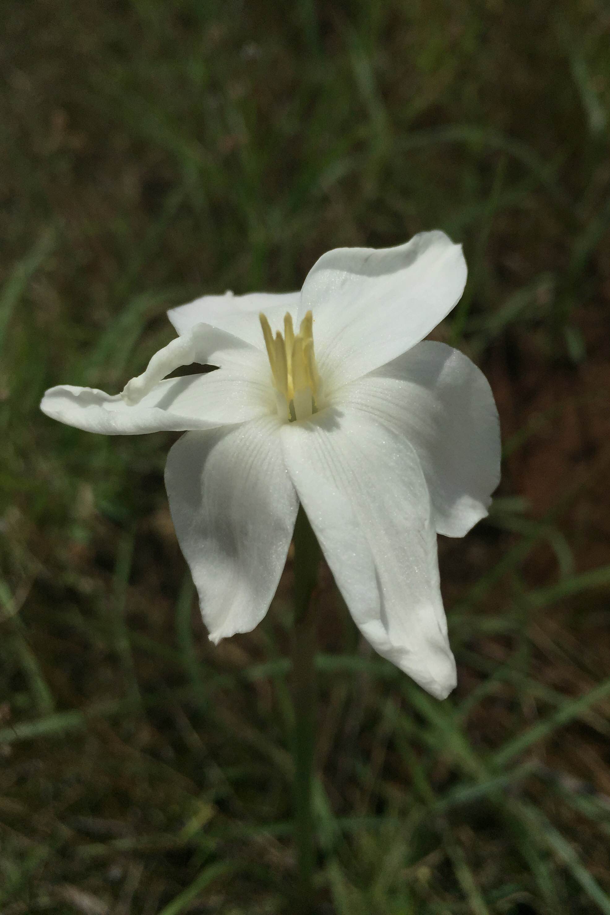 Cooperia pedunculata, Hill Country Rain Lily