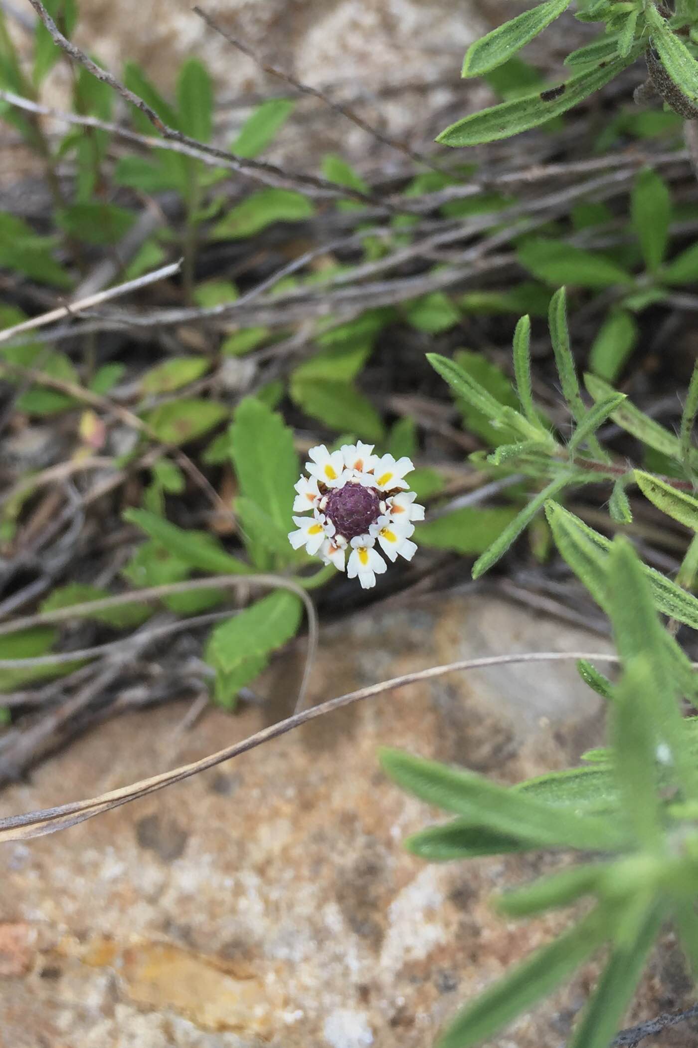Phyla nodiflora, Frogfruit