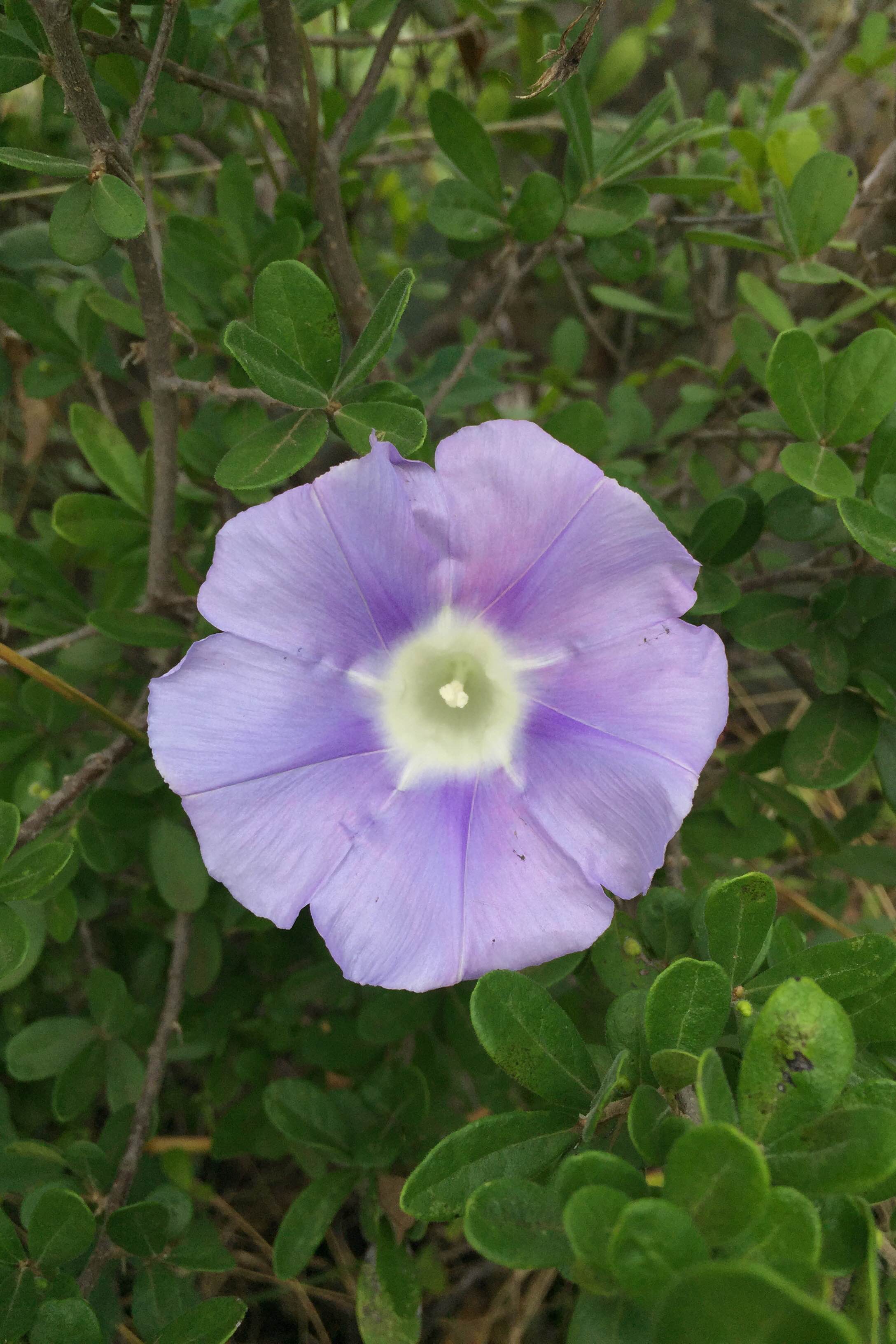 Ipomoea lindheimeri, Lindheimer's Morning Glory