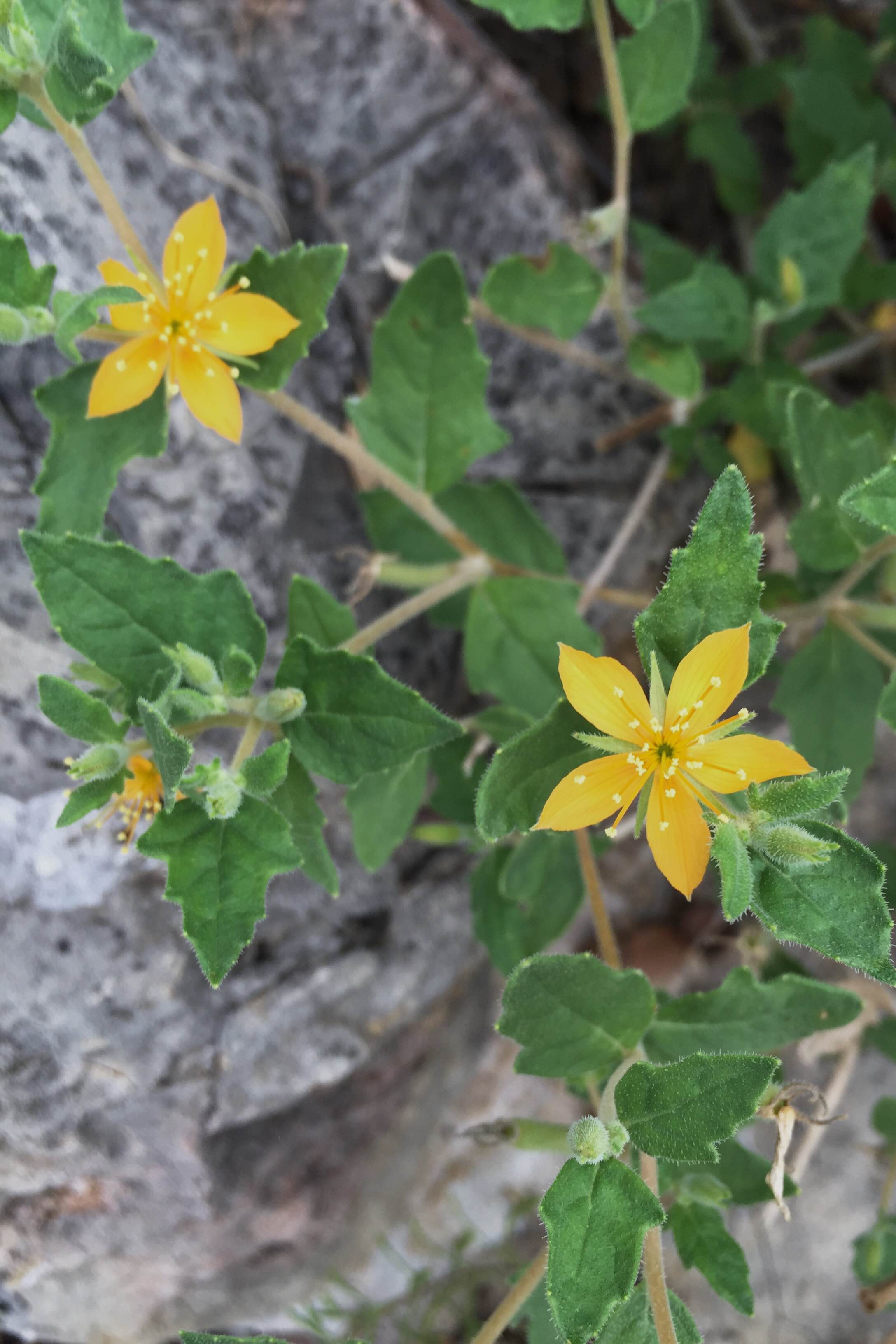 Mentzelia oligosperma, Stickleaf