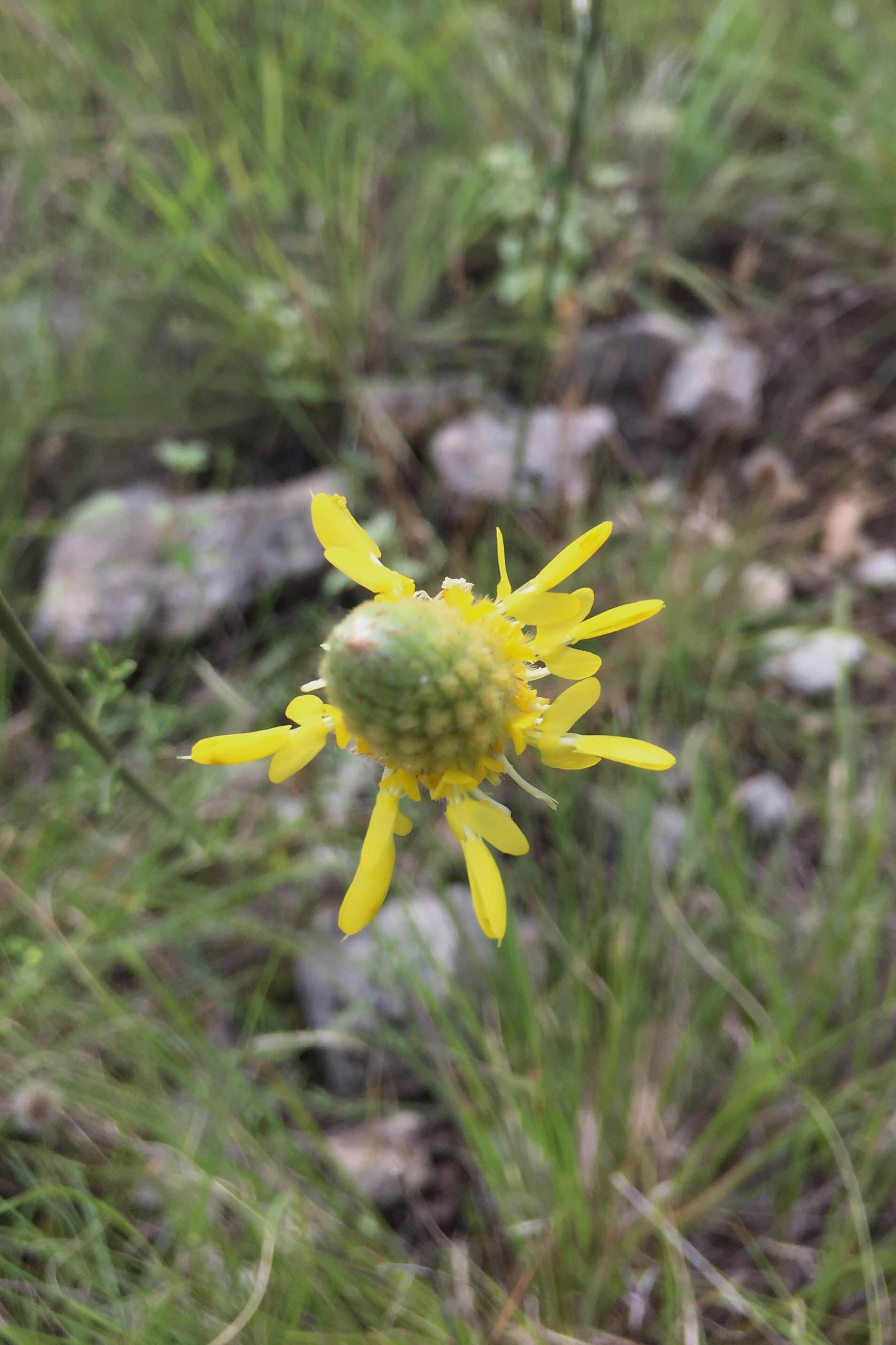 Dalea aurea, Golden Dalea