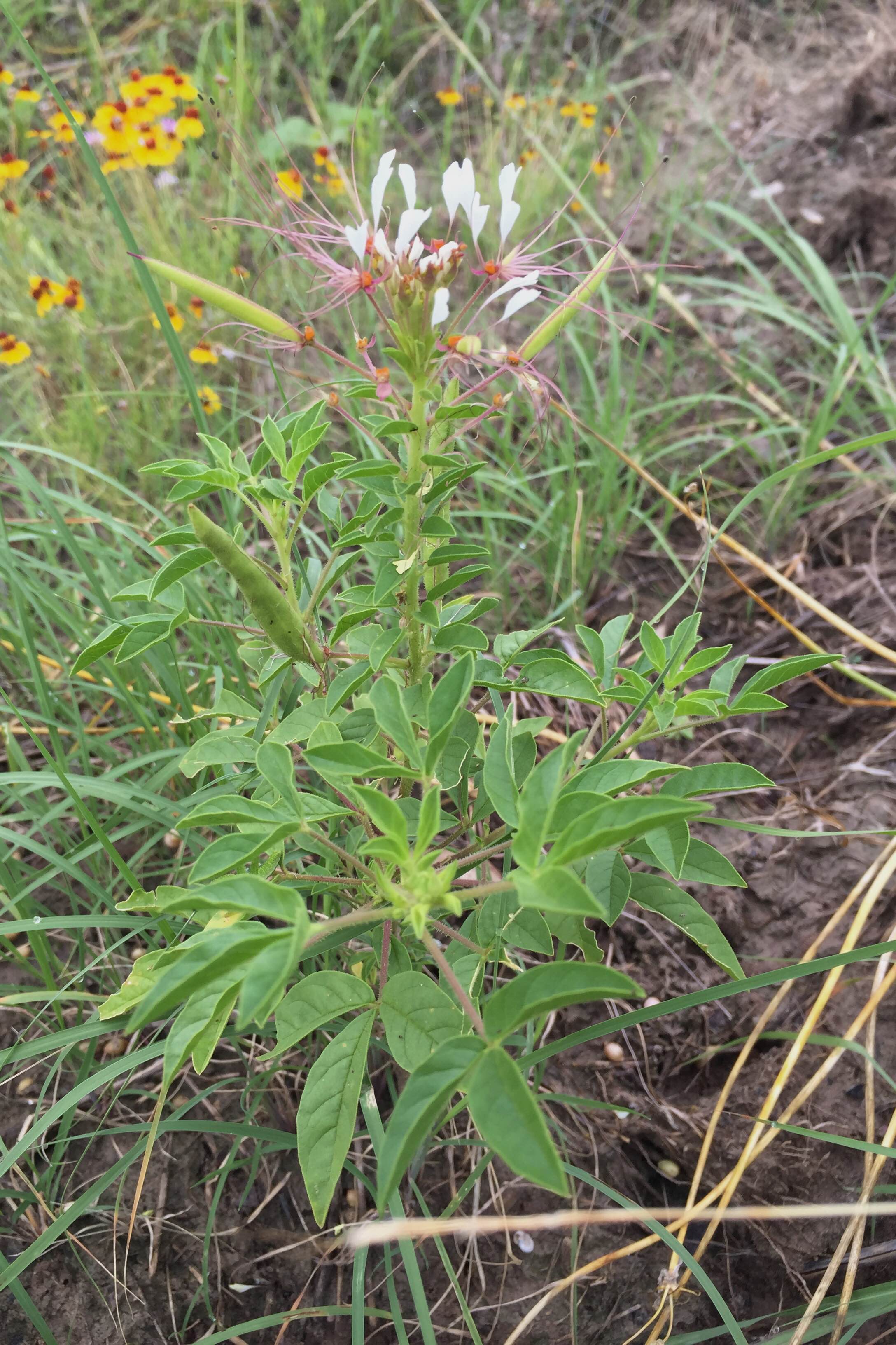 Polanisia dodecandram, Clammyweed