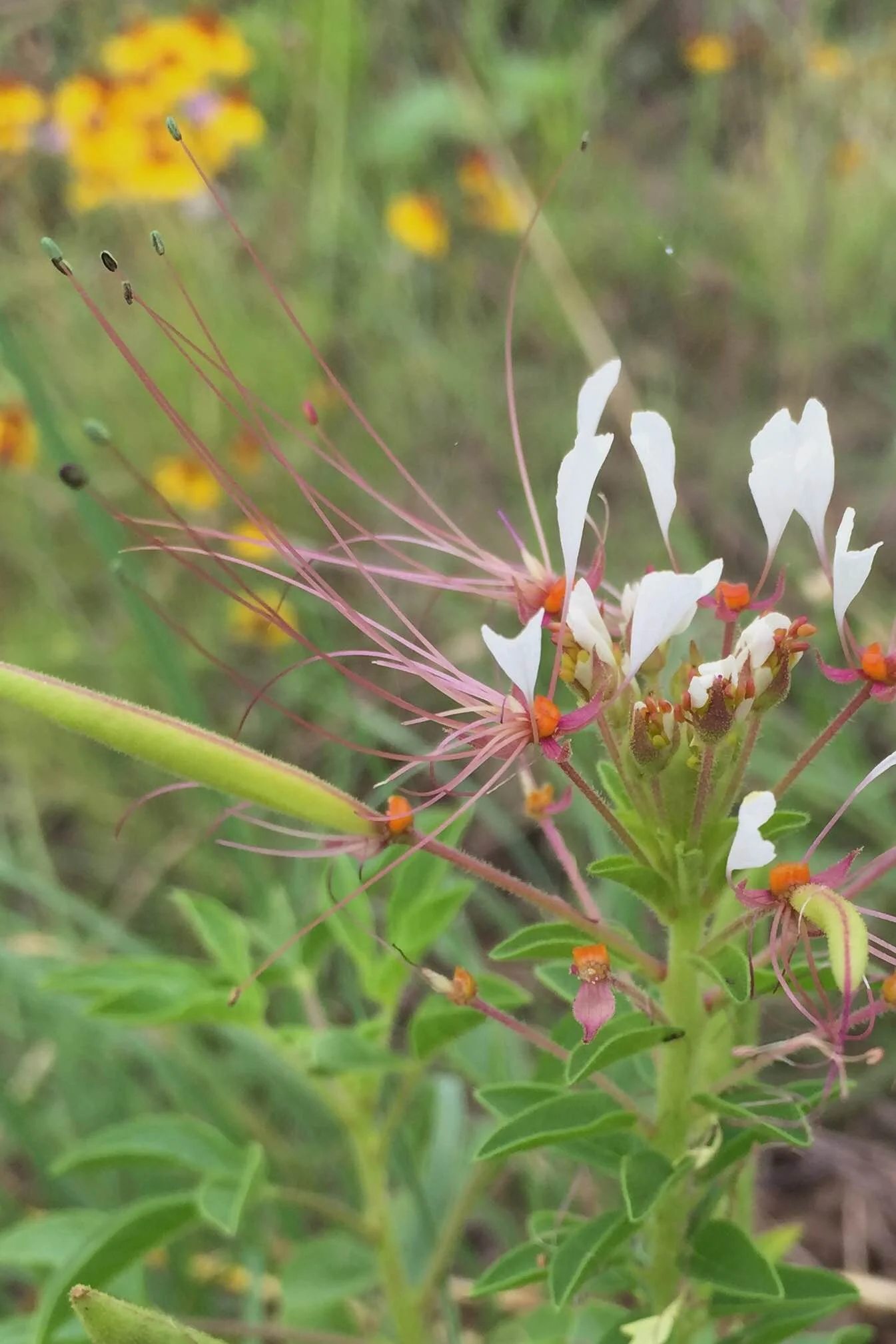 Polanisia dodecandram, Clammyweed