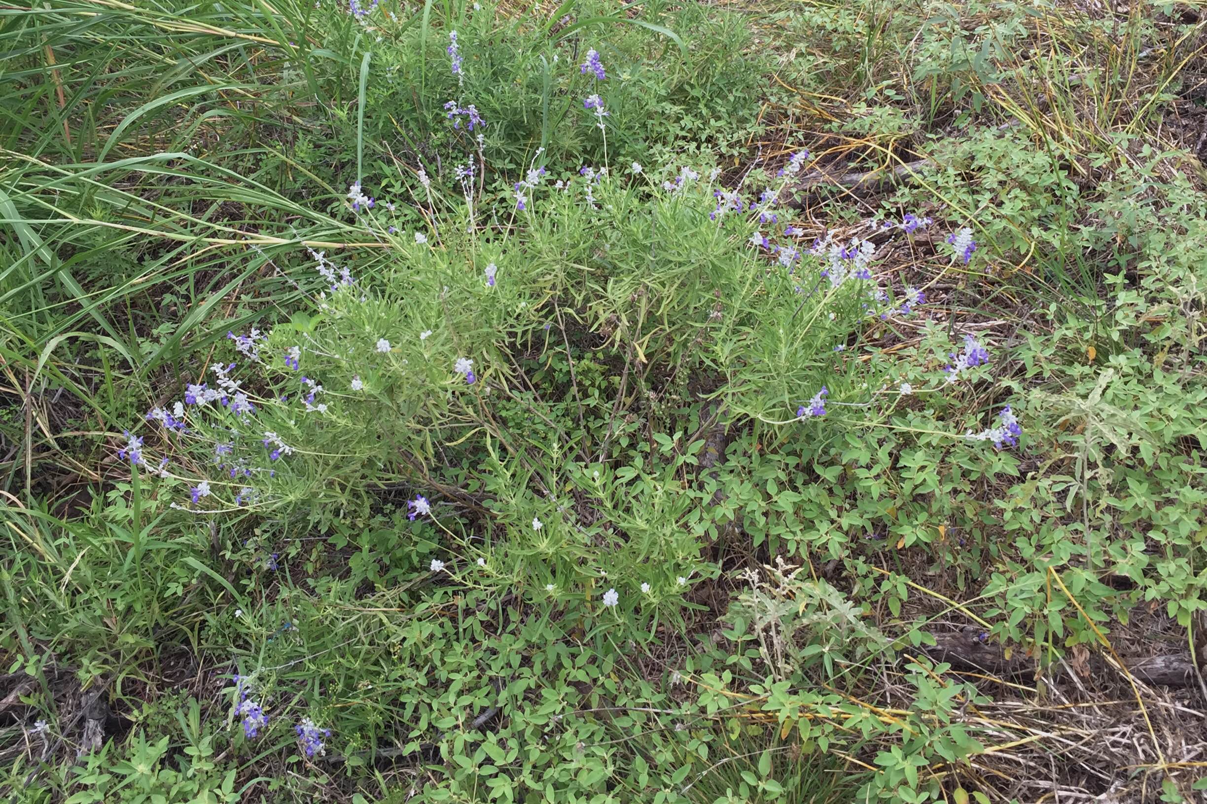 Salvia farinacea, Mealy Blue Sage