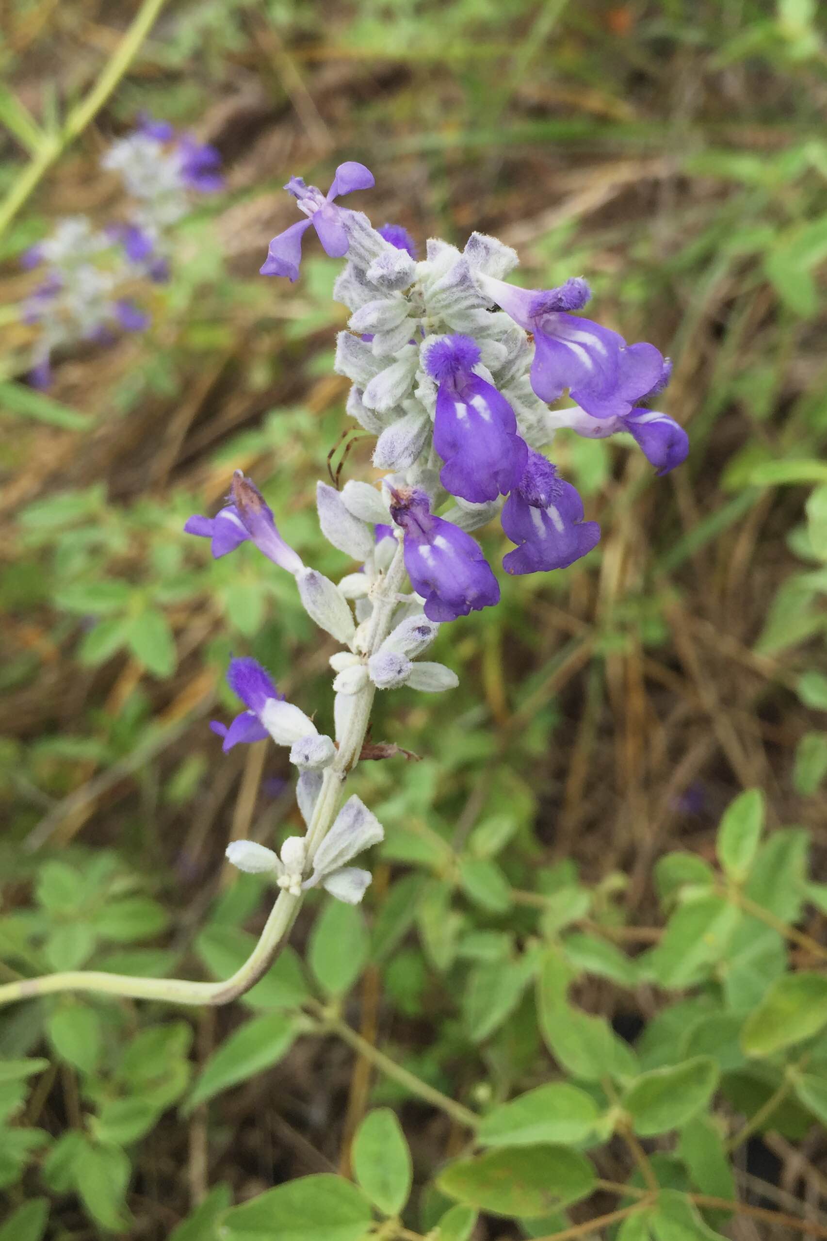 Salvia farinacea, Mealy Blue Sage