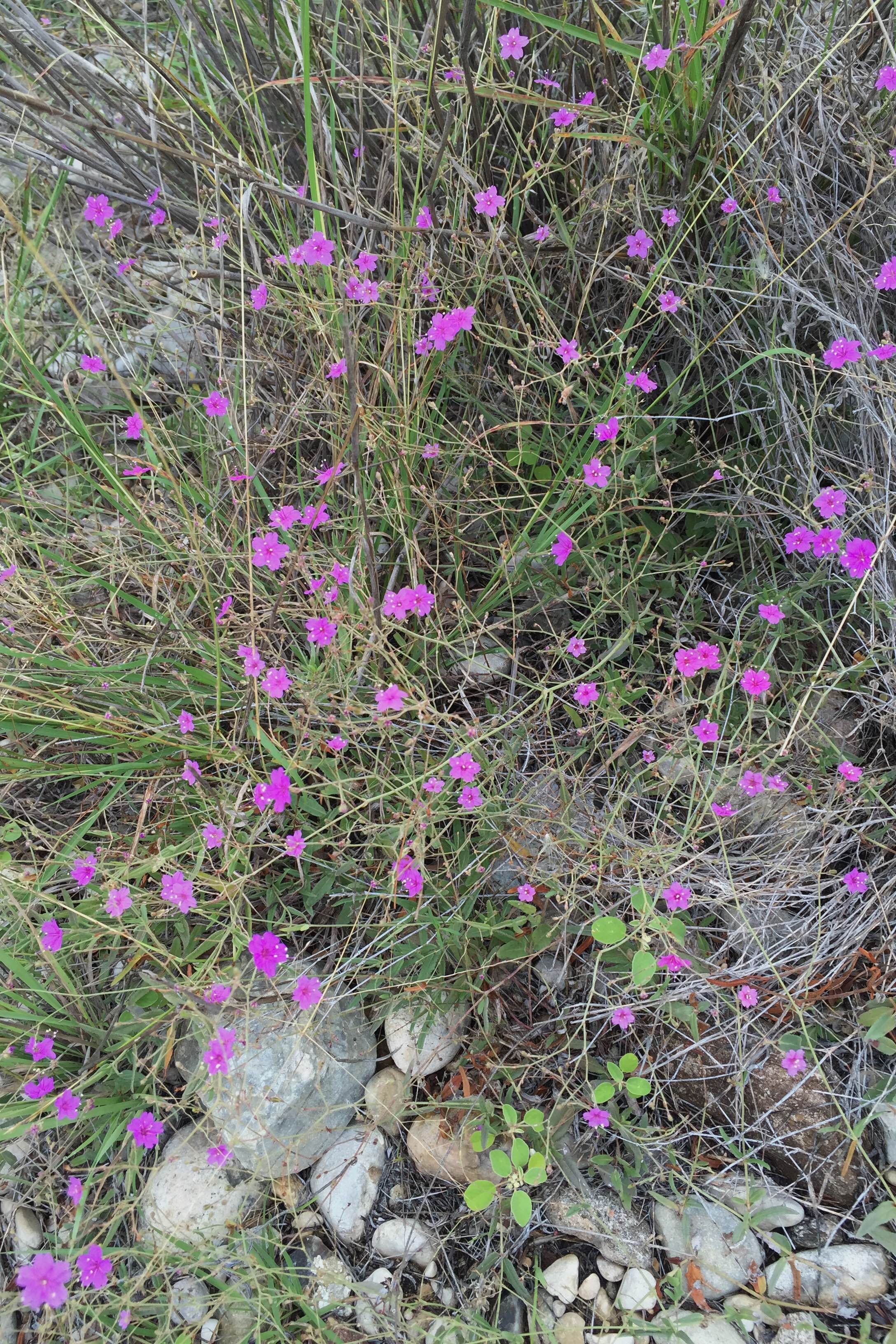 Centaurium texense, Lady Bird's Centaury