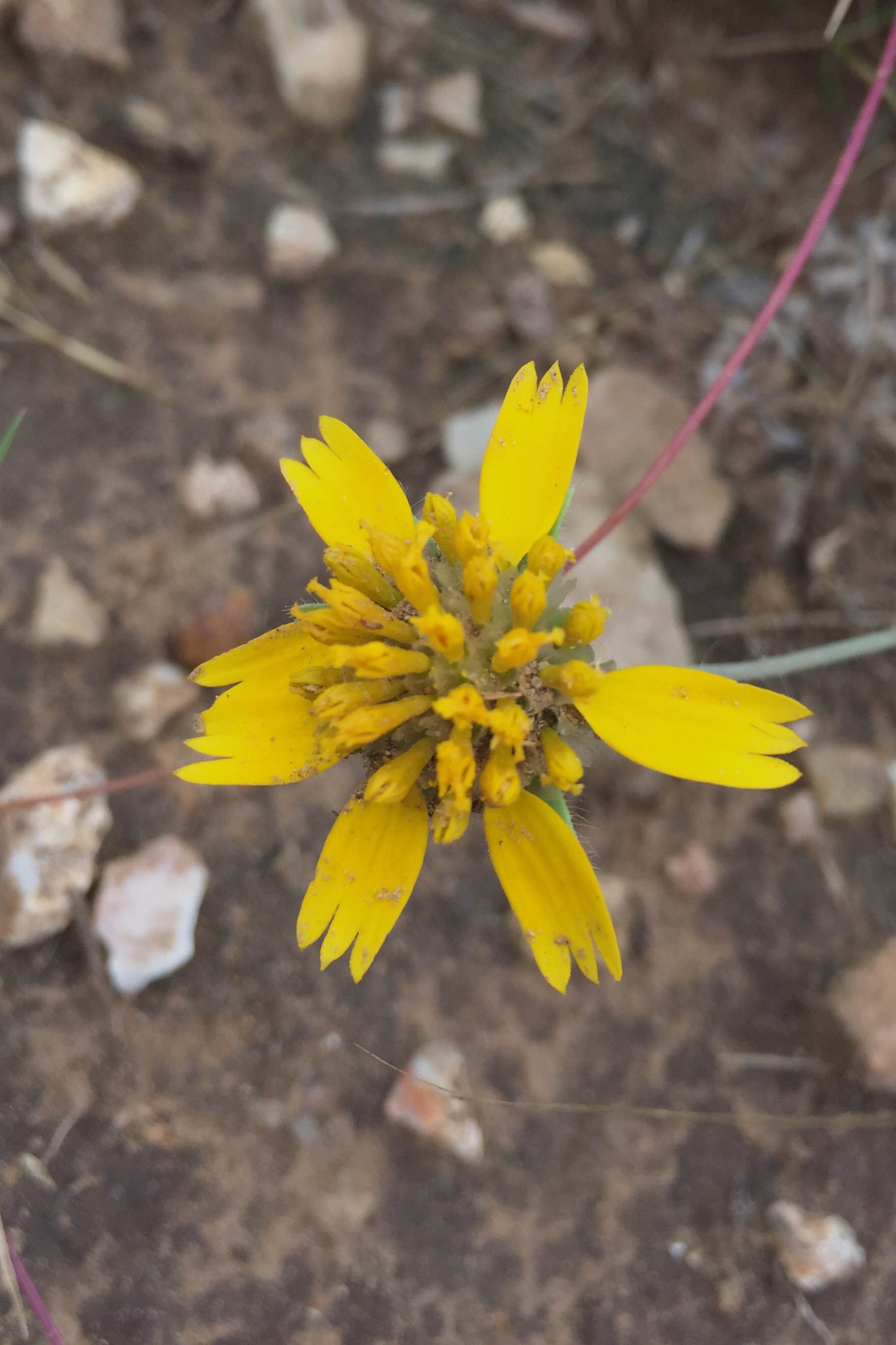 Amblyolepis setigera, Huisache Daisy